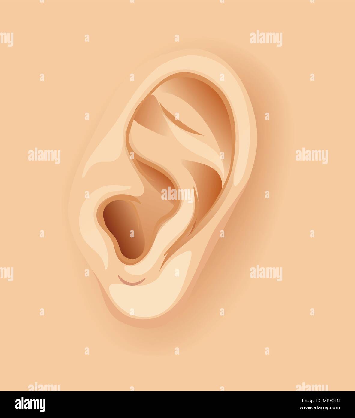 A Human Ear Close Up illustration Stock Vector