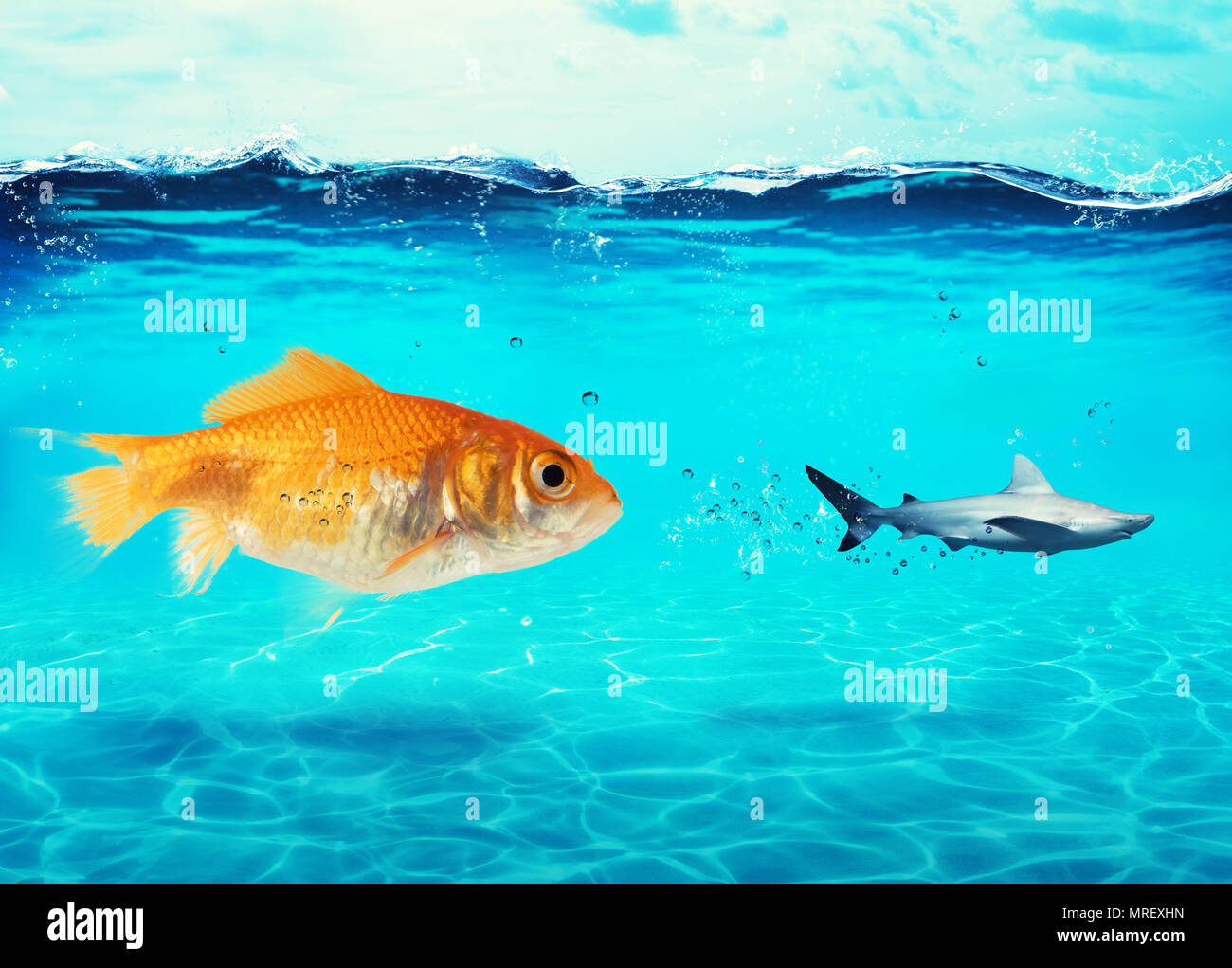 Big goldfish attacks a scared shark in the ocean. concept of bravery Stock Photo