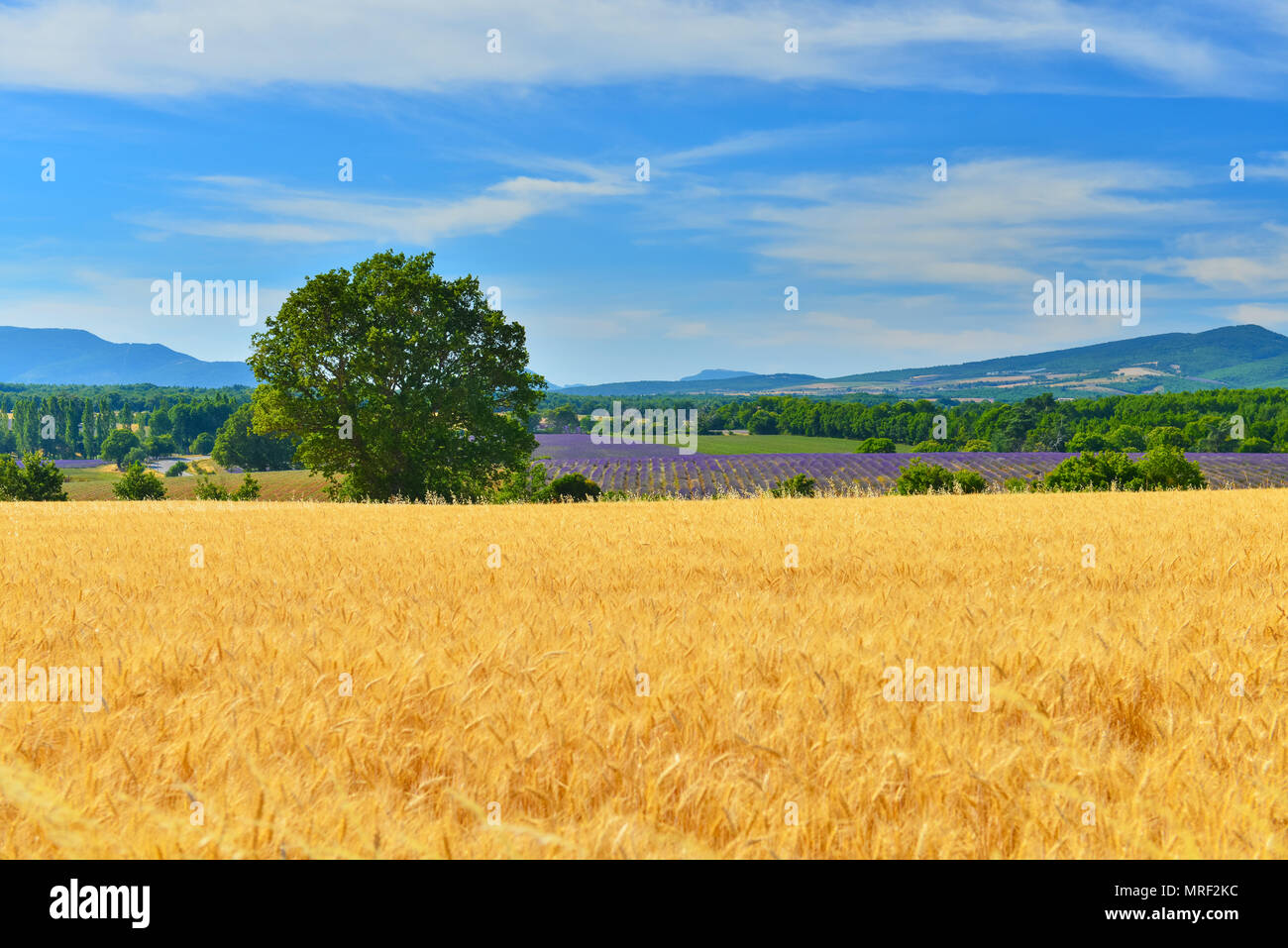 Wheat and  lavender in south  Provence, France. Stock Photo