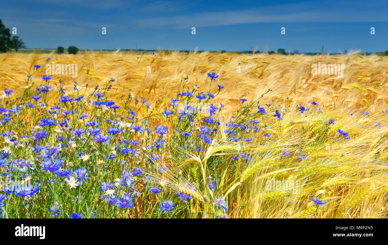 Cornflower flower hires stock photography and images Alamy