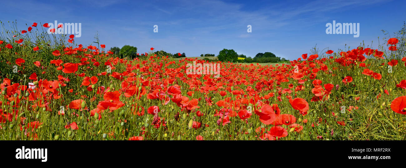 Poppies panorama hi-res stock photography and images - Alamy