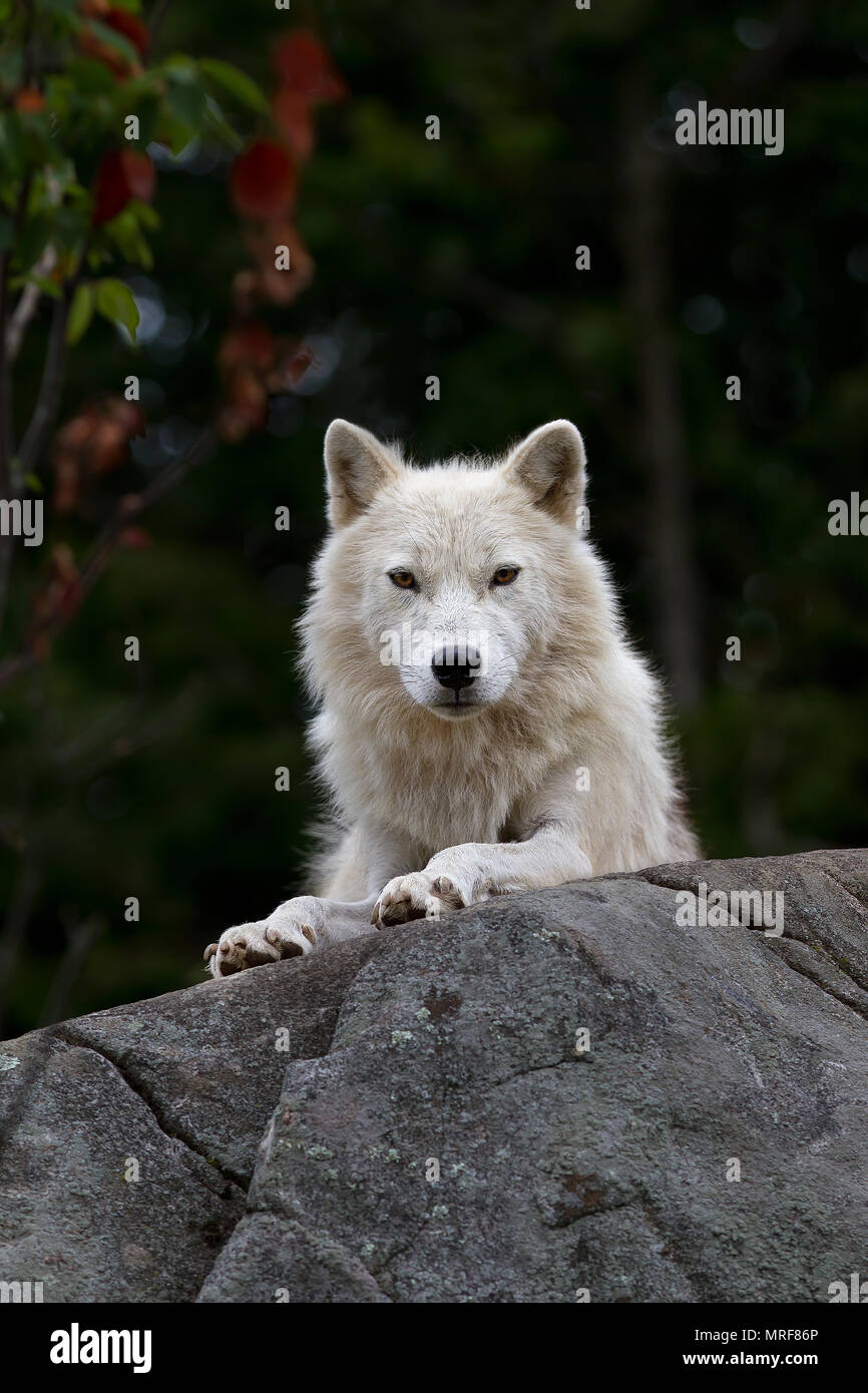 Arctic wolf (Canis lupus arctos) closeup in autumn in Canada Stock Photo