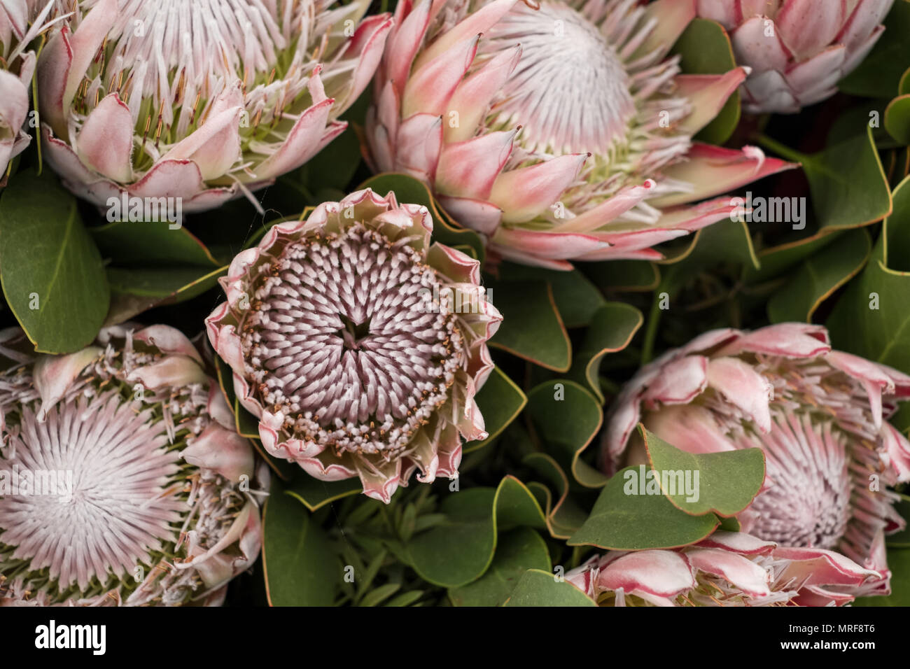 Pink protea flowers amongst green foliage, national flower of South Africa  Stock Photo - Alamy