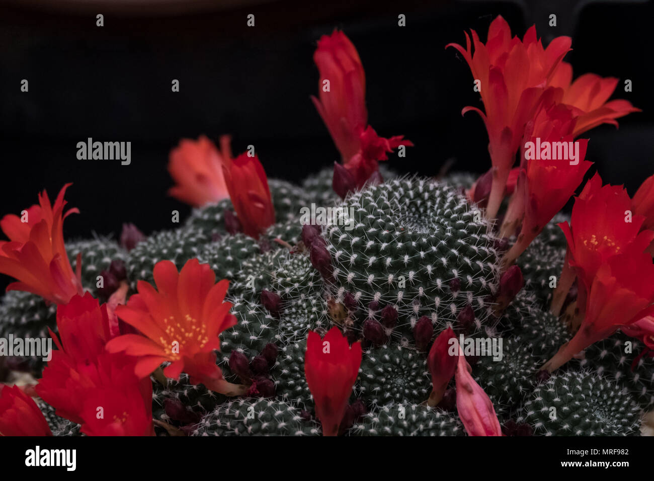Red flowering cactus plants against a black background, seen at the Royal Horticultural Society Chelsea Flower Show, London UK, 2018. Stock Photo