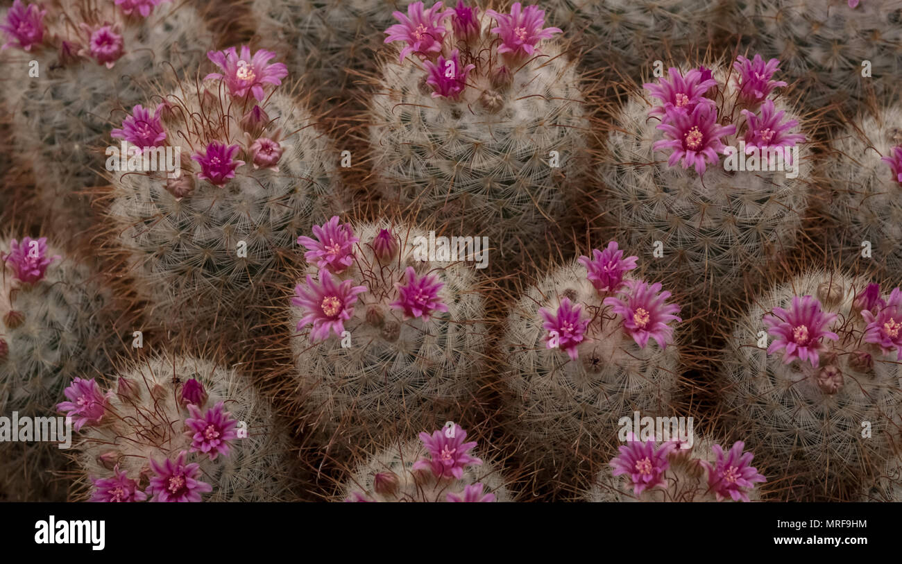 London UK. Flowering cactus plants, seen at the Royal Horticultural Society Chelsea Flower Show 2018. Prickly cacti have little pink flowers. Stock Photo