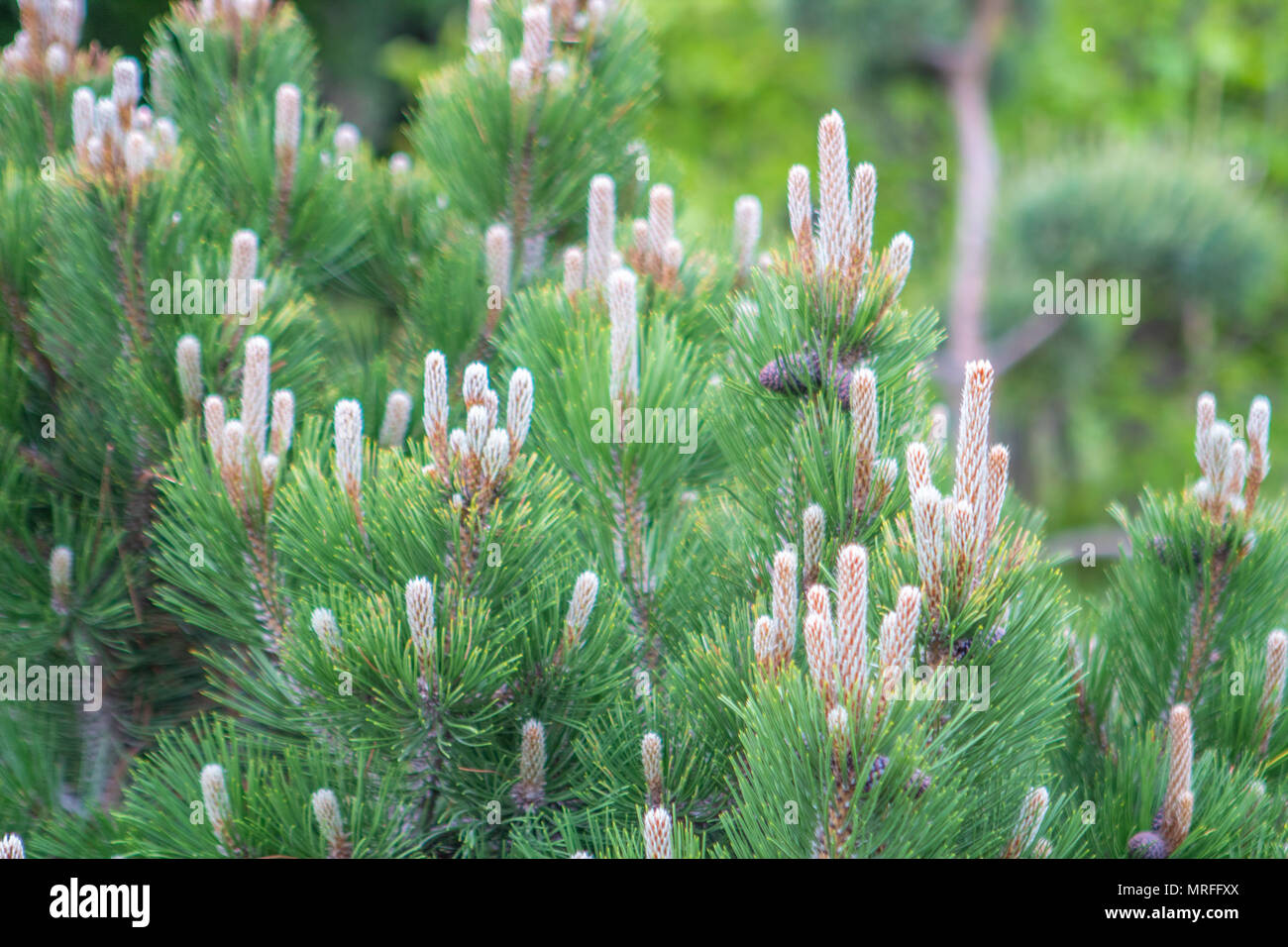 lump on the branches of the Christmas tree Stock Photo