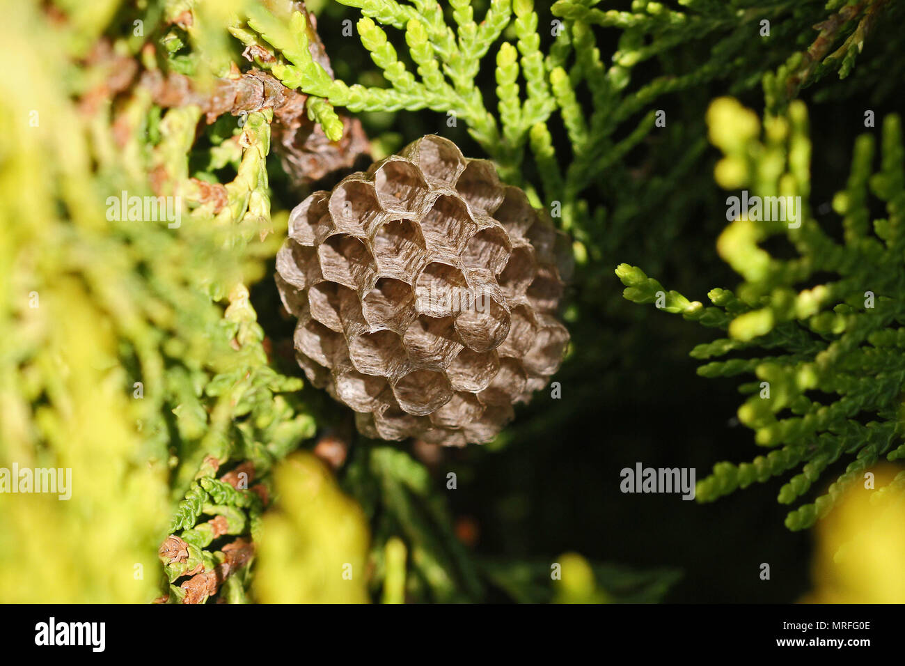 Tree wasp's nest or paper wasp umbrella nest very close up in Italy Latin polistes gallicus or dolichovespula sylvestris in a thuja tree Stock Photo