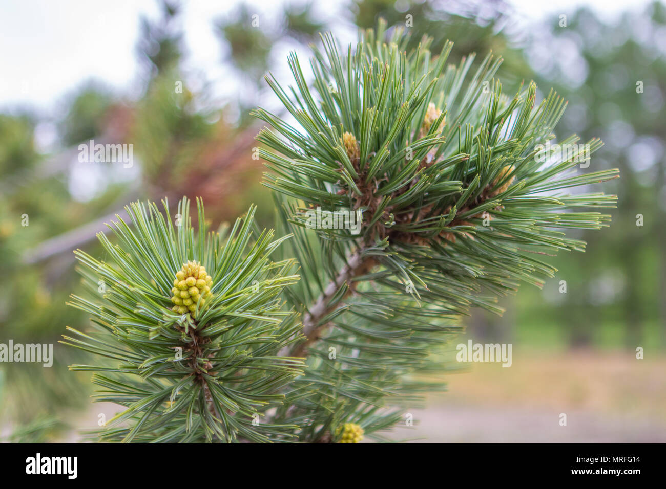 lump on the branches of the Christmas tree Stock Photo