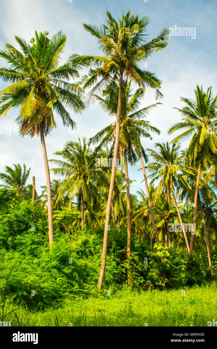 Tropical beach Laem Yai with palms, Koh Samui Island, Thailand Stock ...