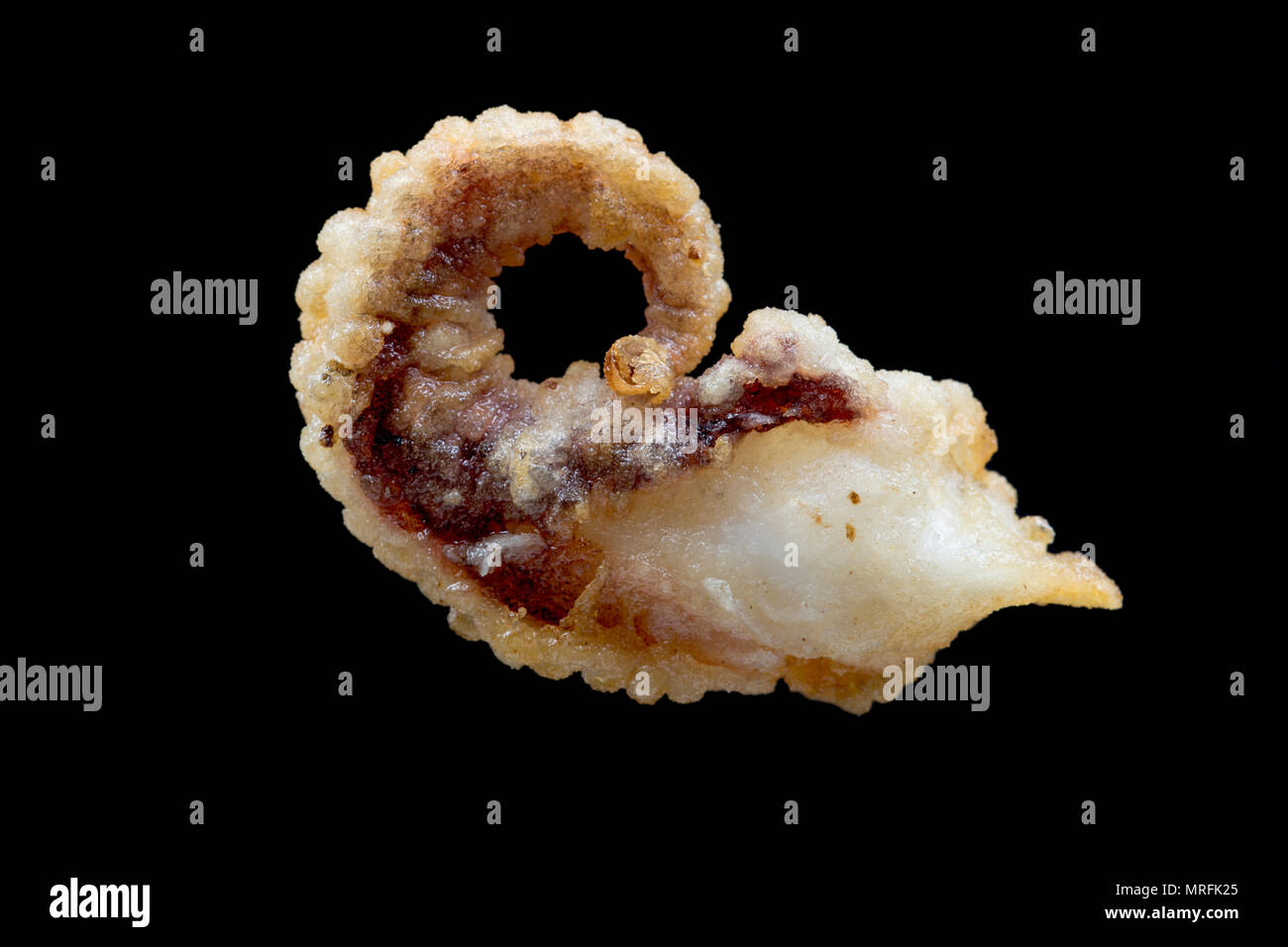 The floured and deep fried tentacle of a cuttlefish, Sepia officinalis, that has been caught in the English Channel, Dorset England UK. Cuttlefish coa Stock Photo
