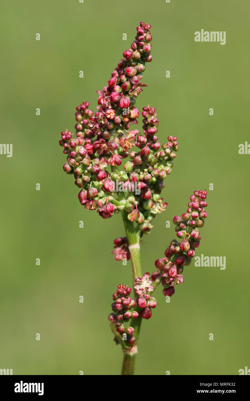 Flowering Common Sorrel Rumex acetosa Stock Photo