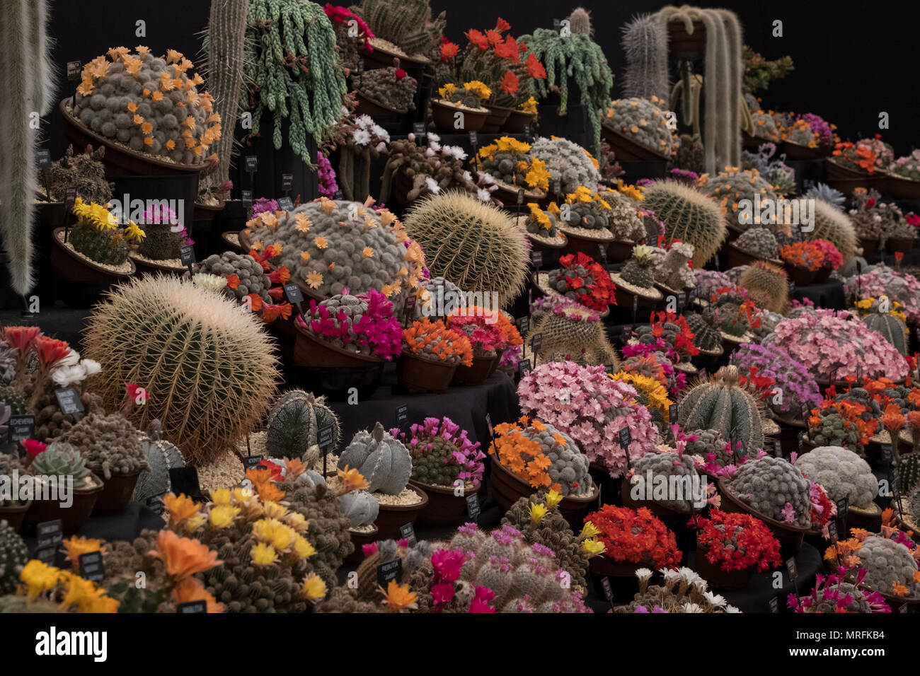 Display of colourful flowering cactus plants against a black background, seen at the Royal Horticultural Society Chelsea Flower Show, London UK 2018. Stock Photo