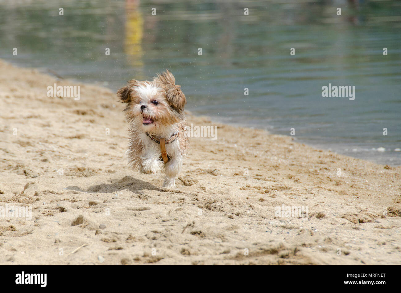 Shih Tzu Puppy - Shih Tzu Dog Breed Stock Photo