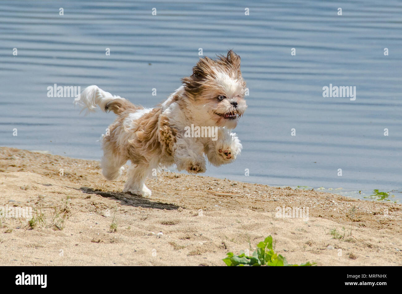 Shih Tzu Puppy jumping Shih Tzu Dog Breed Stock Photo Alamy