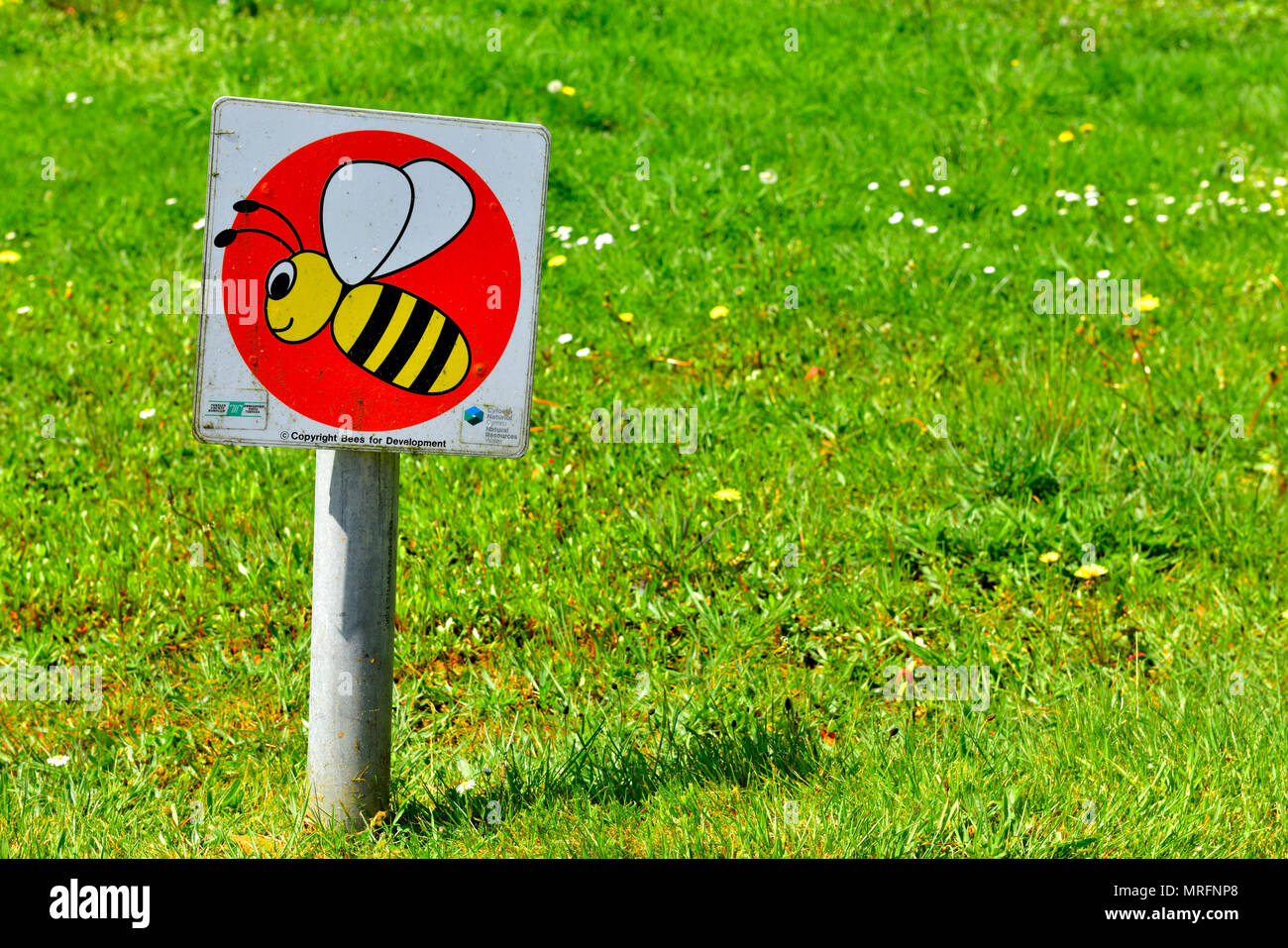 Bee sign on grass to indicate saving honeybees Stock Photo