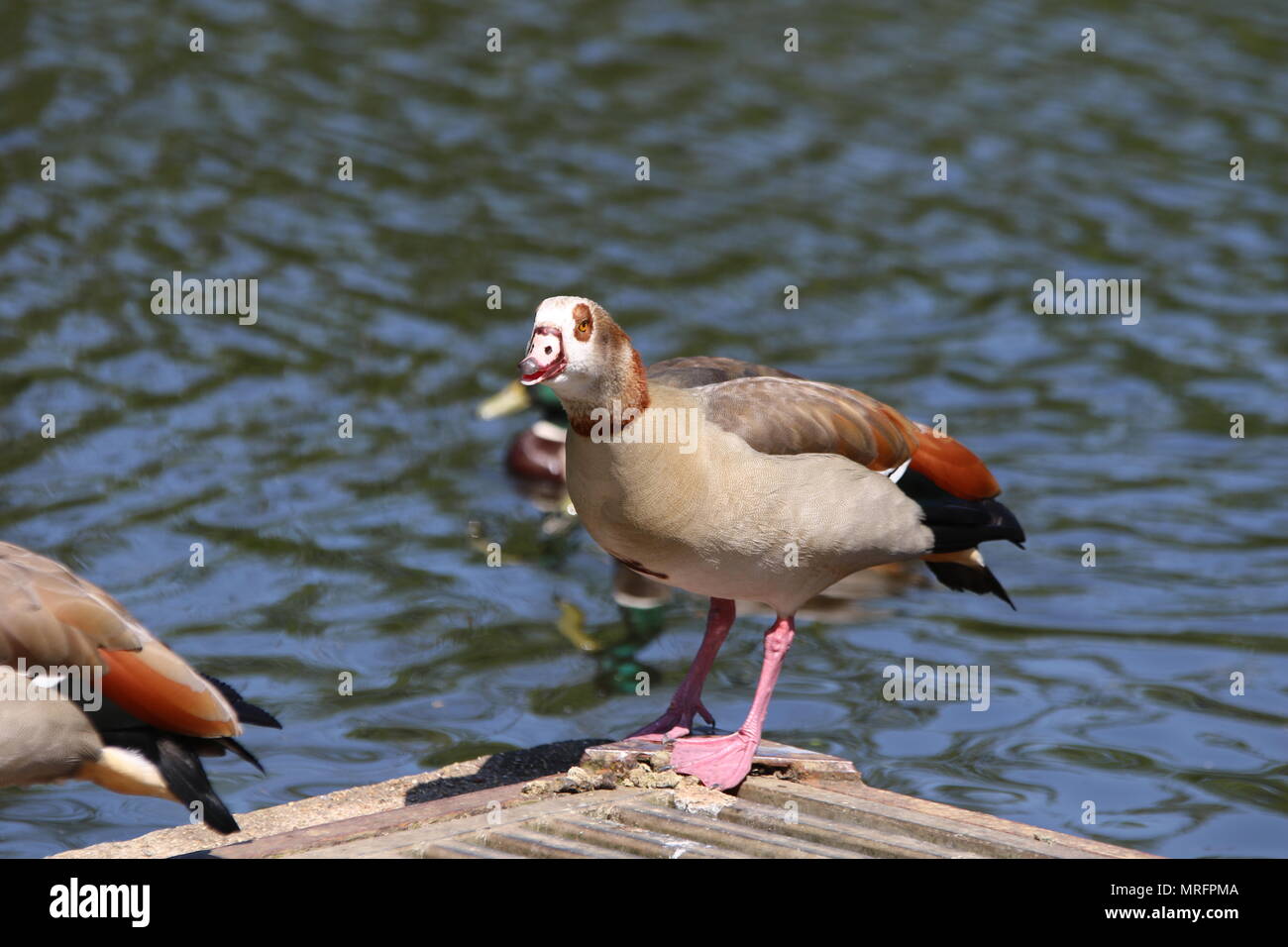 angry goose looking at camera with water in the background Stock Photo