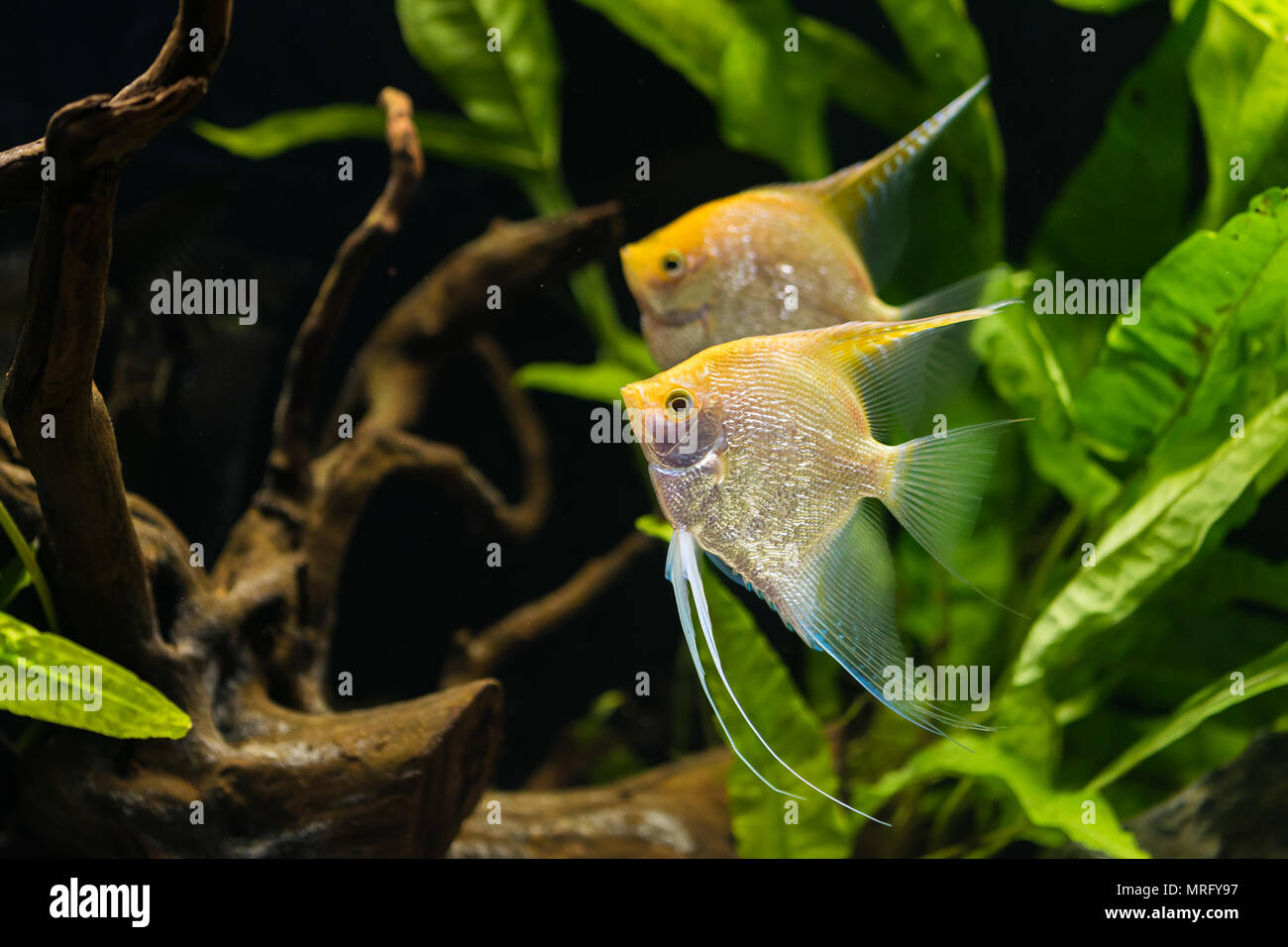angelfish - Pterophyllum scalare - gold variety Stock Photo