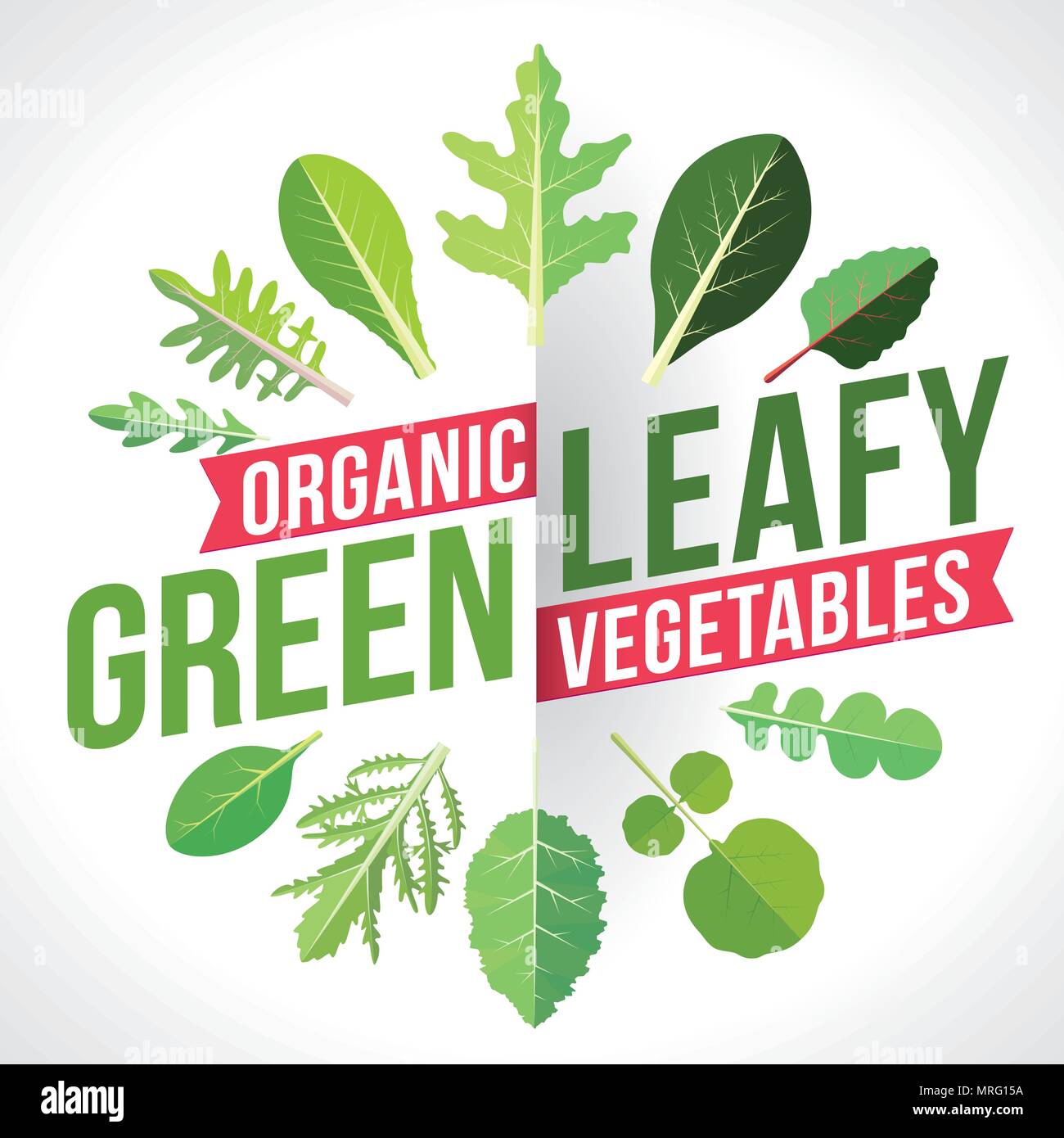 A variety of leafy greens vegetables. Vector illustration Stock Vector