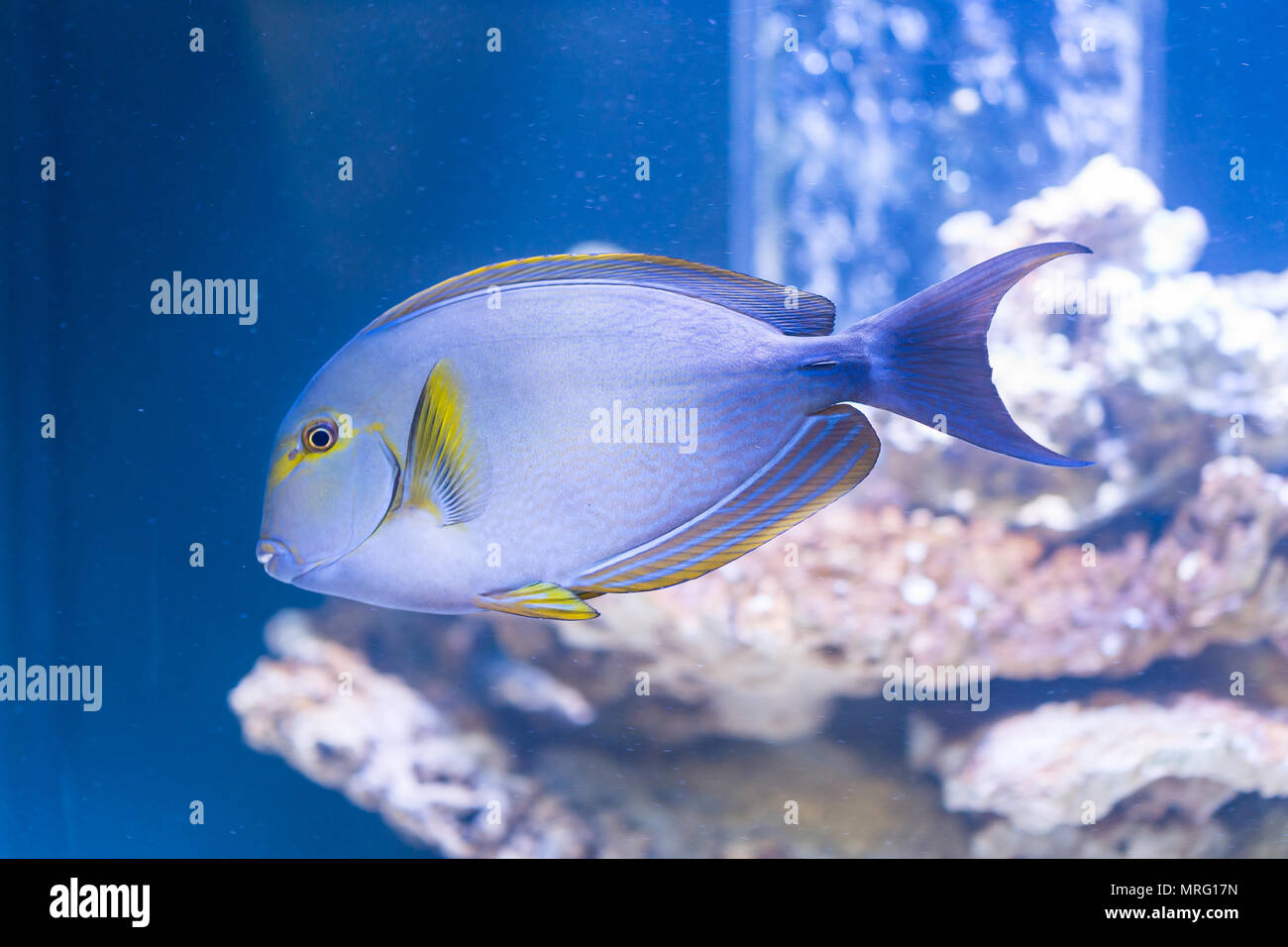 Acanthurus xanthopterus - yellowfin surgeonfish - saltwater fish Stock Photo
