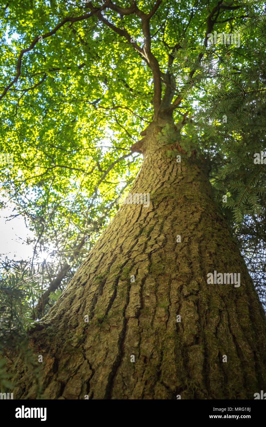 Tree Germany closeup Stock Photo Alamy