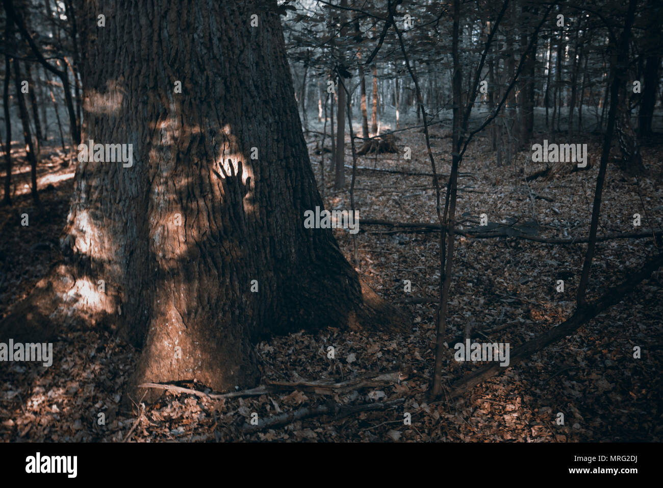 Shadow of the hand on a big dark oak (Quercus robur) trunk Stock Photo