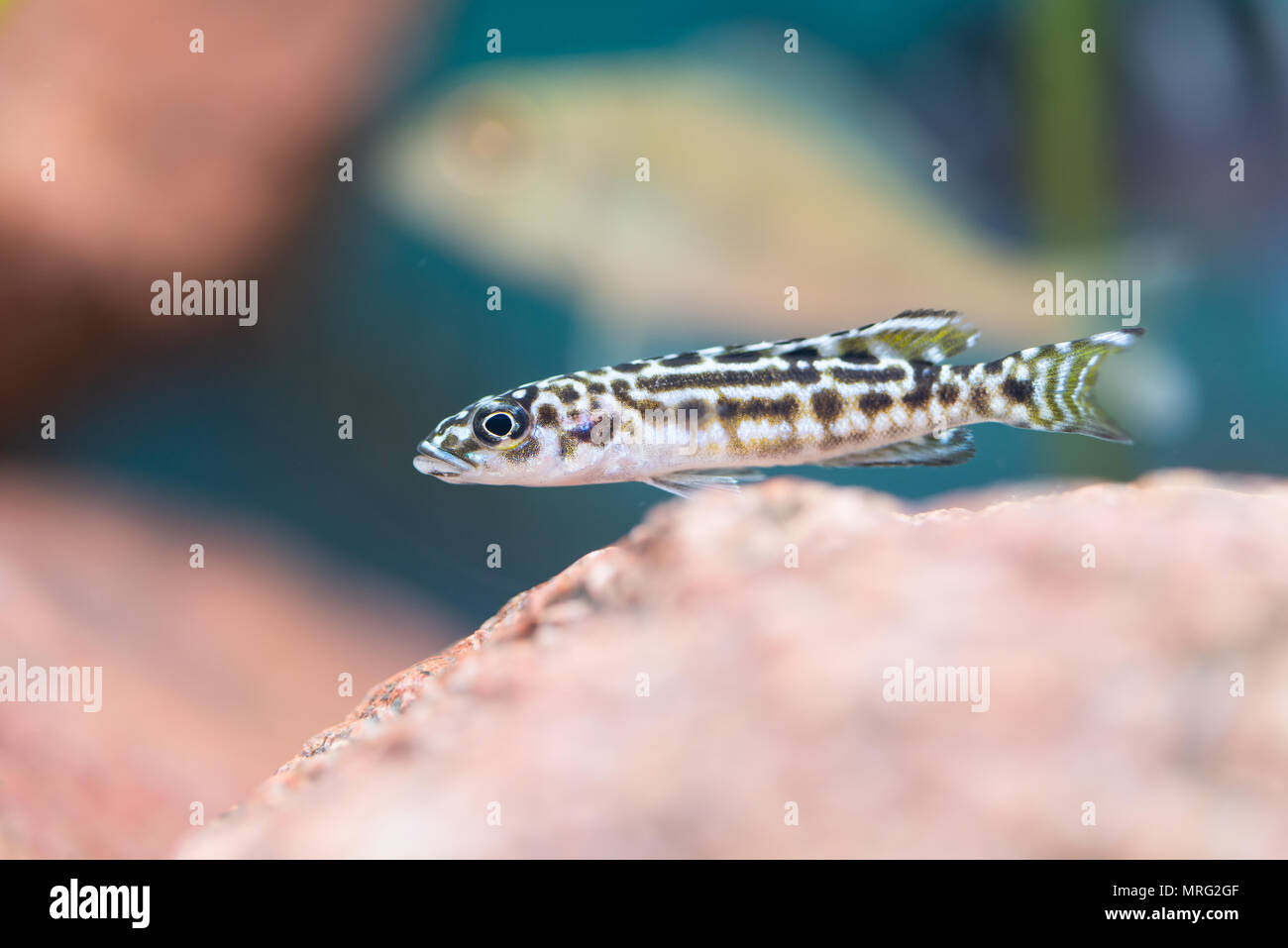 Julidochromis transcriptus Stock Photo