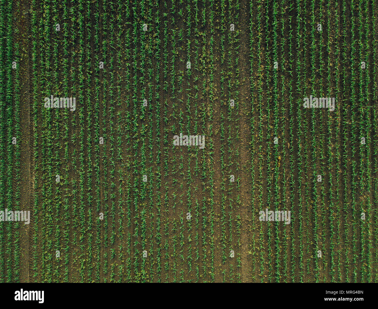 Corn Field Aerial Weed High Resolution Stock Photography and Images - Alamy
