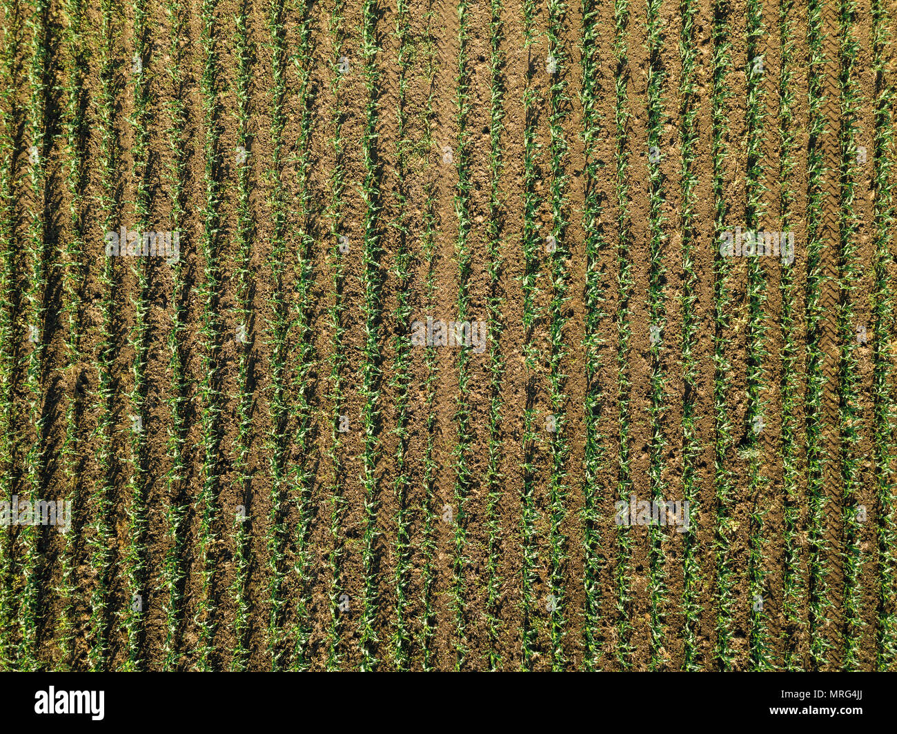 Aerial view of corn crops field from drone pov, top view Stock Photo