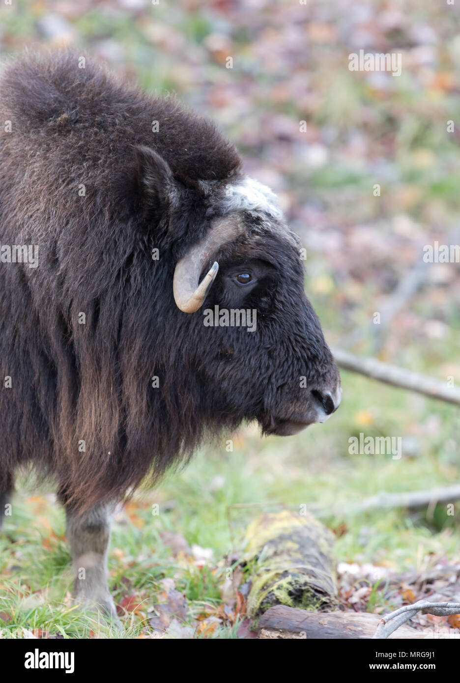 Muskox (Ovibos moschatus) standing in Canada in autumn Stock Photo