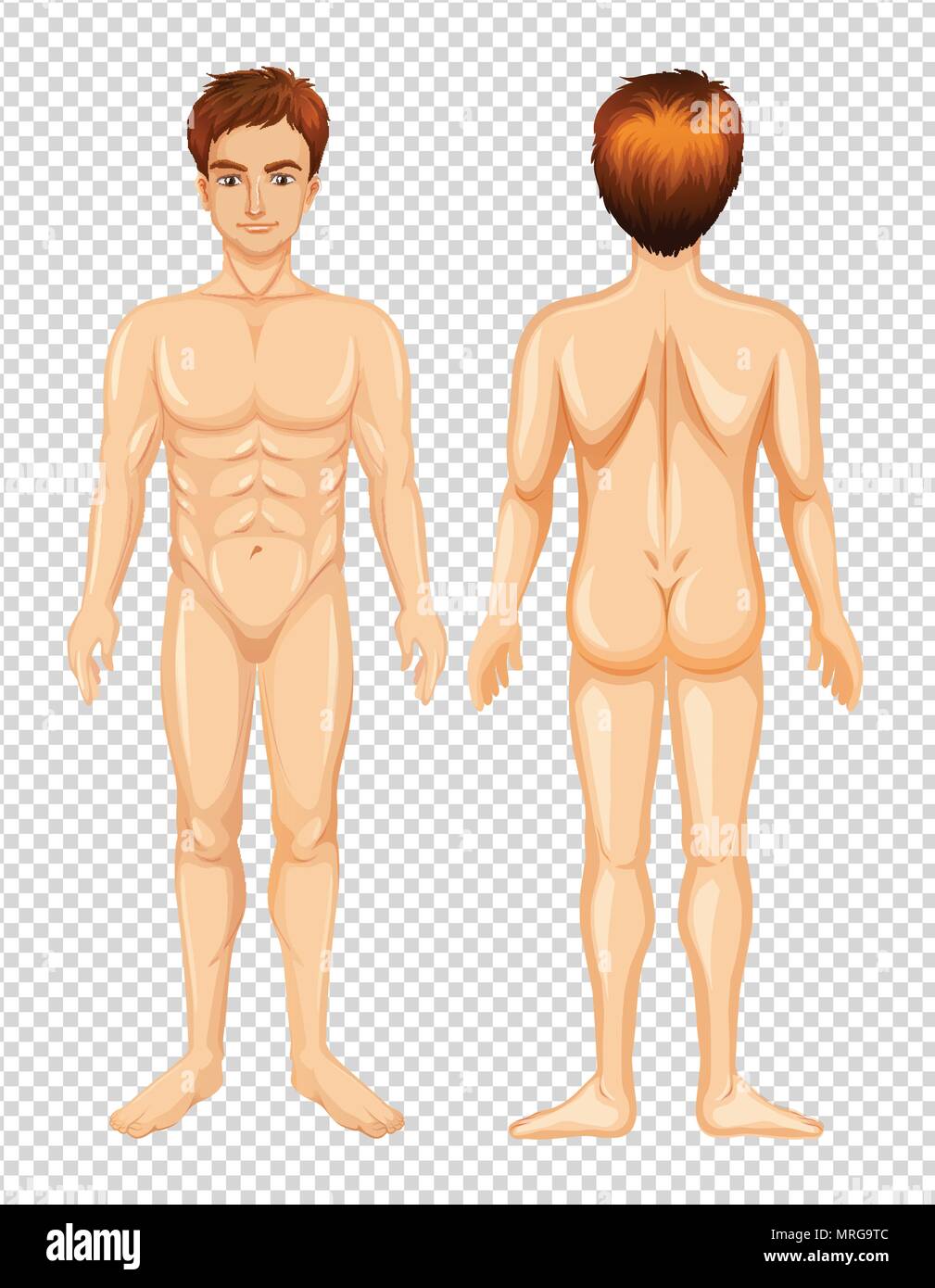 Front and Back of Male Body illustration Stock Vector