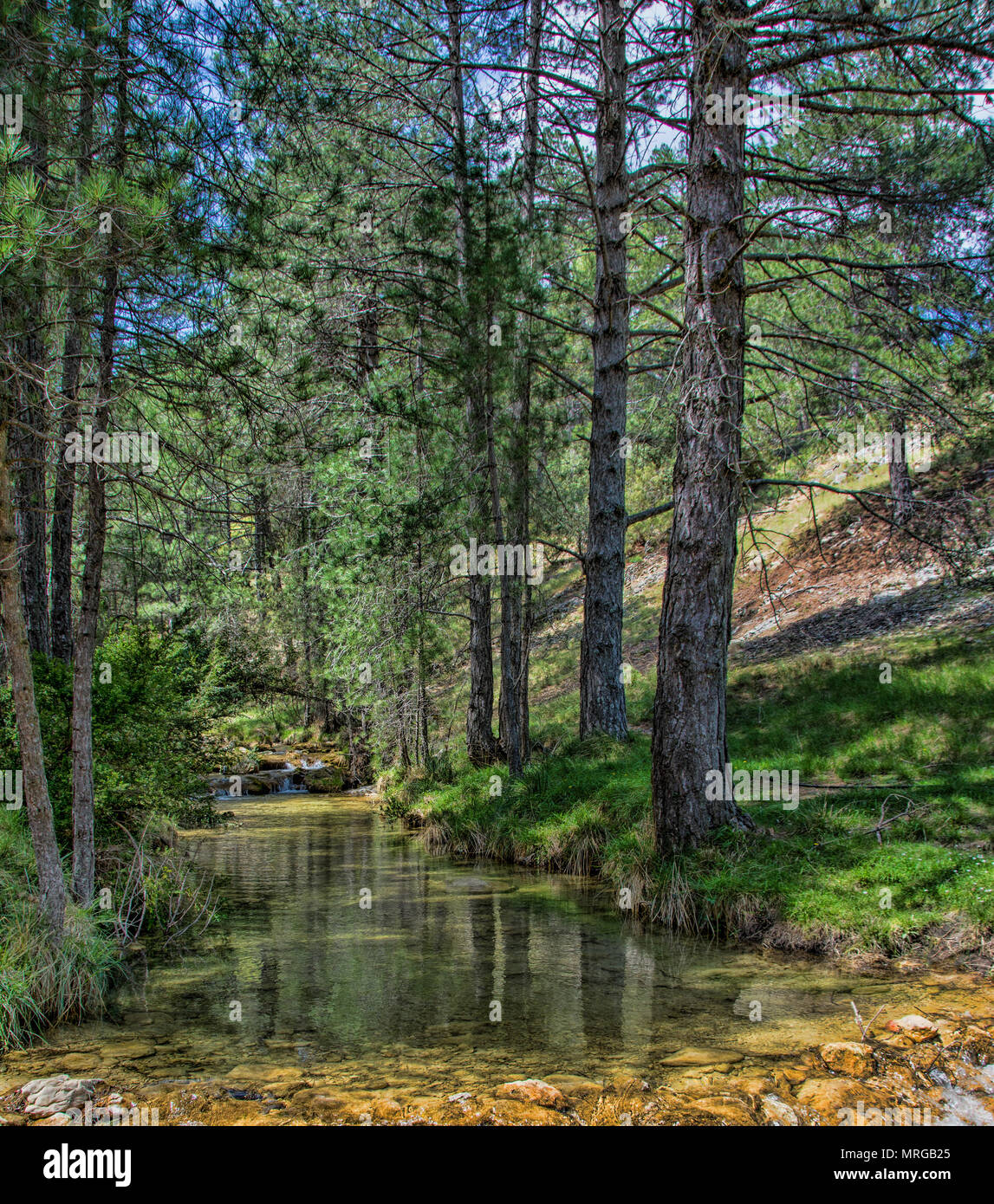 Mountain Stream & Pines Stock Photo - Alamy