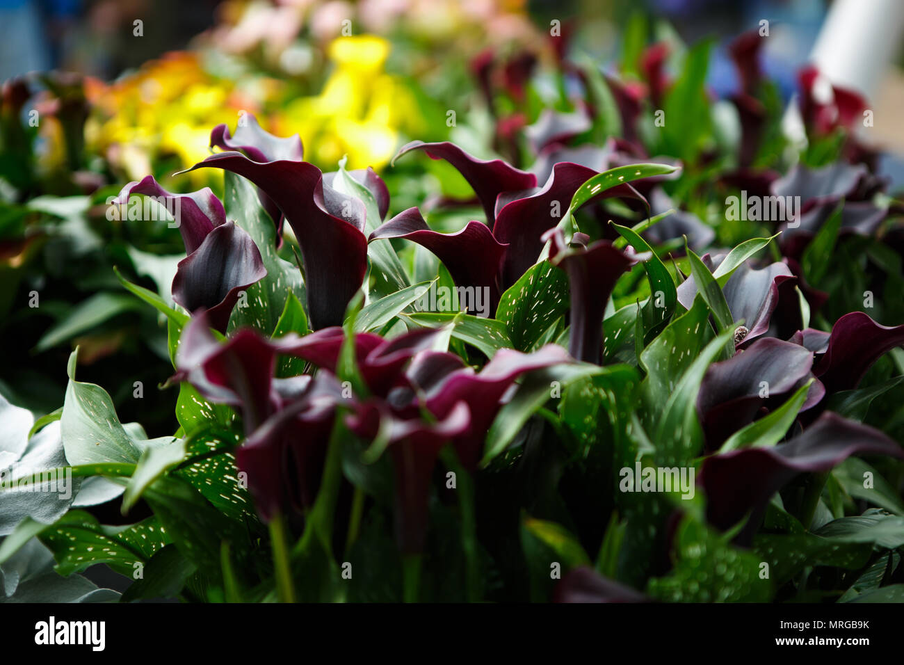 Beautiful dark callas lillies flowers bloom in spring garden.Decorative wallpaper with calla flower blossom in springtime.Beauty of nature poster.Vibr Stock Photo