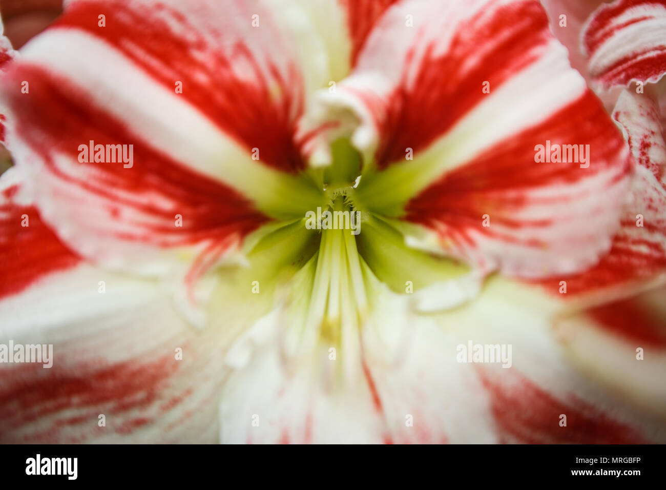 Beautiful colorful red & white hippeastrums flowers bloom in spring garden.Decorative wallpaper with hipeastrum flower blossom in springtime.Beauty of Stock Photo