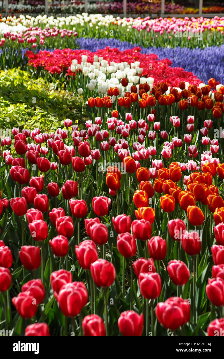 Beautiful colorful red tulips flowers bloom in spring garden ...