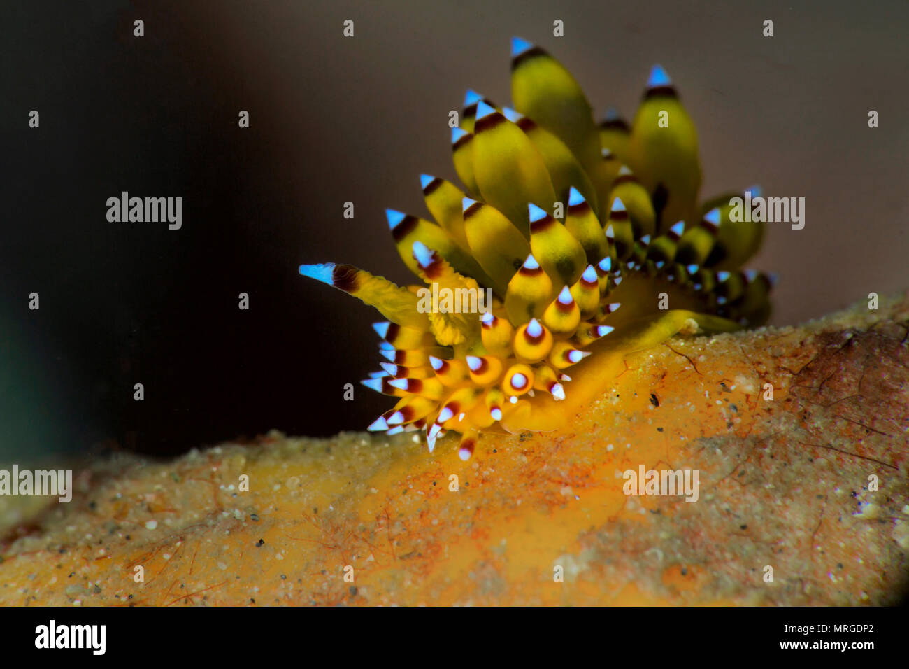 Sea slug Janolus sp. Picture was taken in Anilao, Philippines Stock Photo