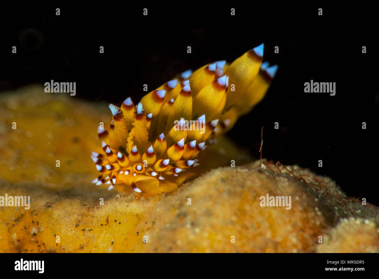 Sea slug Janolus sp. Picture was taken in Anilao, Philippines Stock Photo