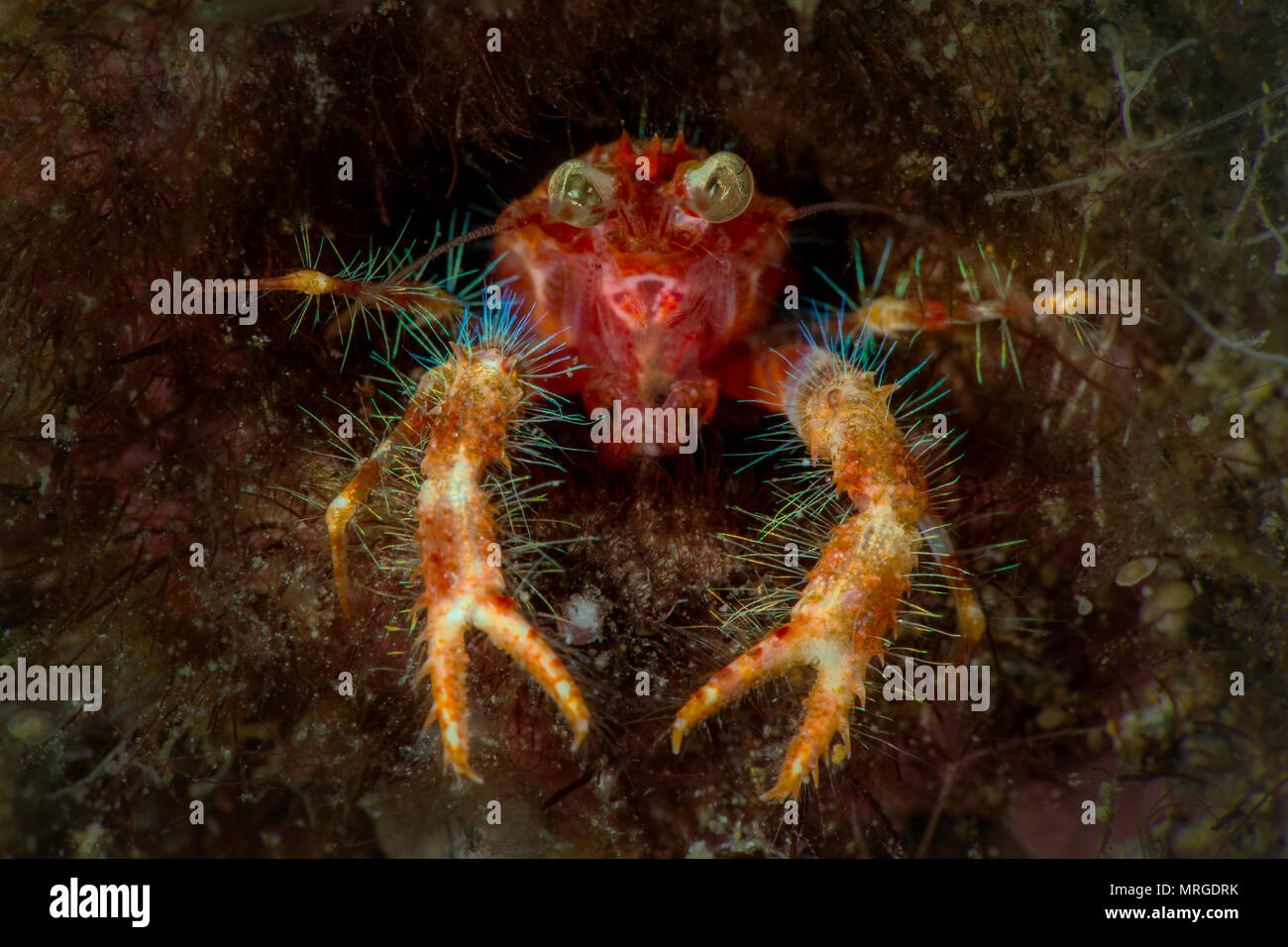 Olivar's Squat Lobster (Munida olivarae). Picture was taken in Anilao, Philippines Stock Photo