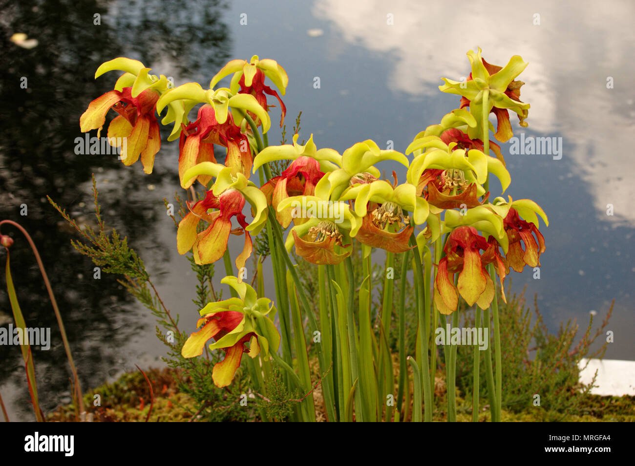 Flowers of Sarracenia Stock Photo