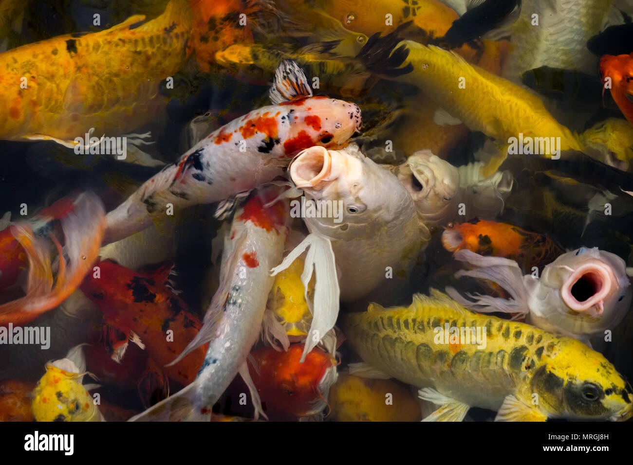 Colorful Koi Fish Nishikigoi Or Fancy Carp Swiming In Koi Pond