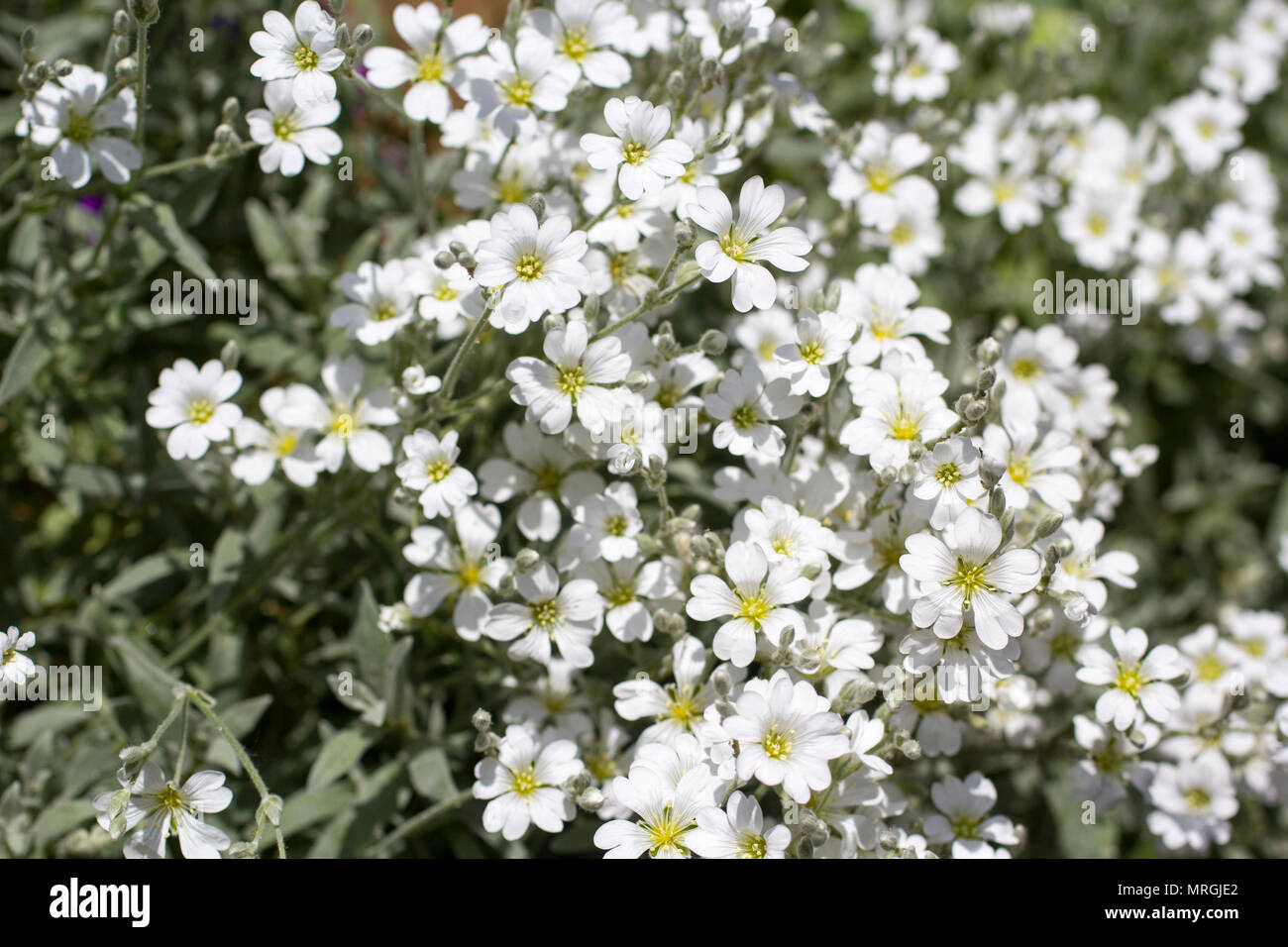 Snow-in-summer, Cerastium tomentosum, close up in the garden Stock Photo