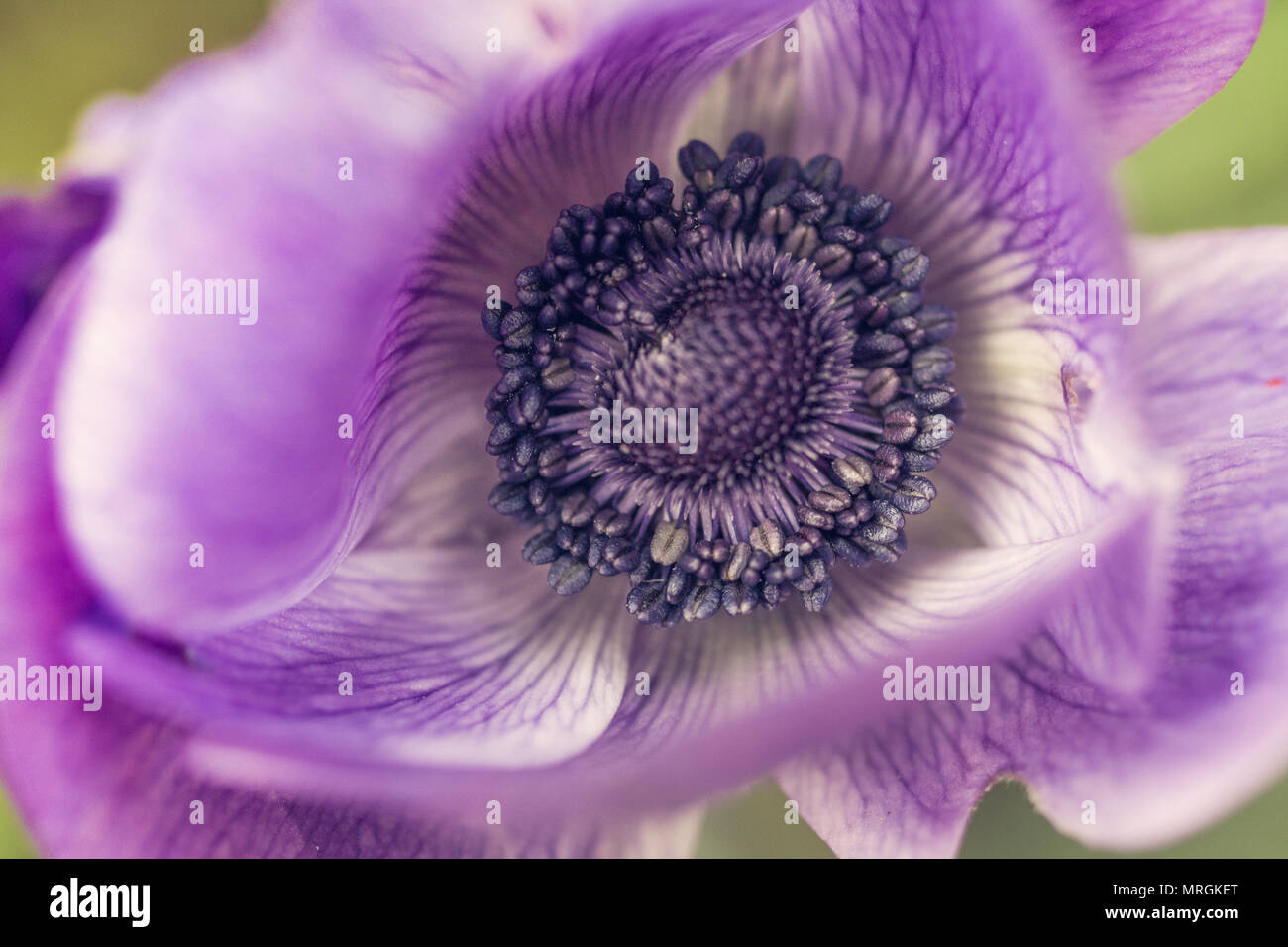 Purple poppy flower, macro shot with details Stock Photo