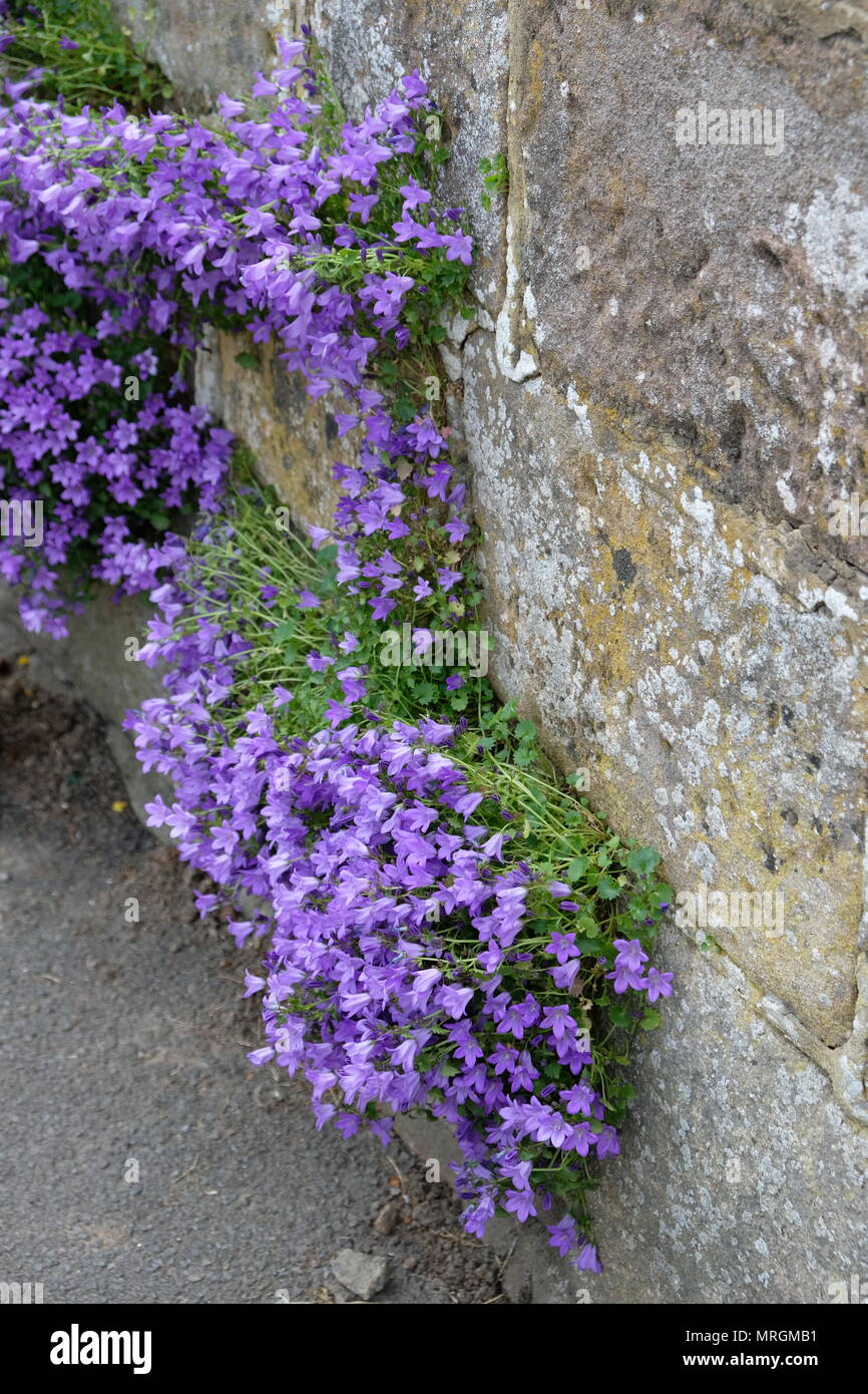 Campanula Garganica - Mrs Resholt  on the wall Stock Photo