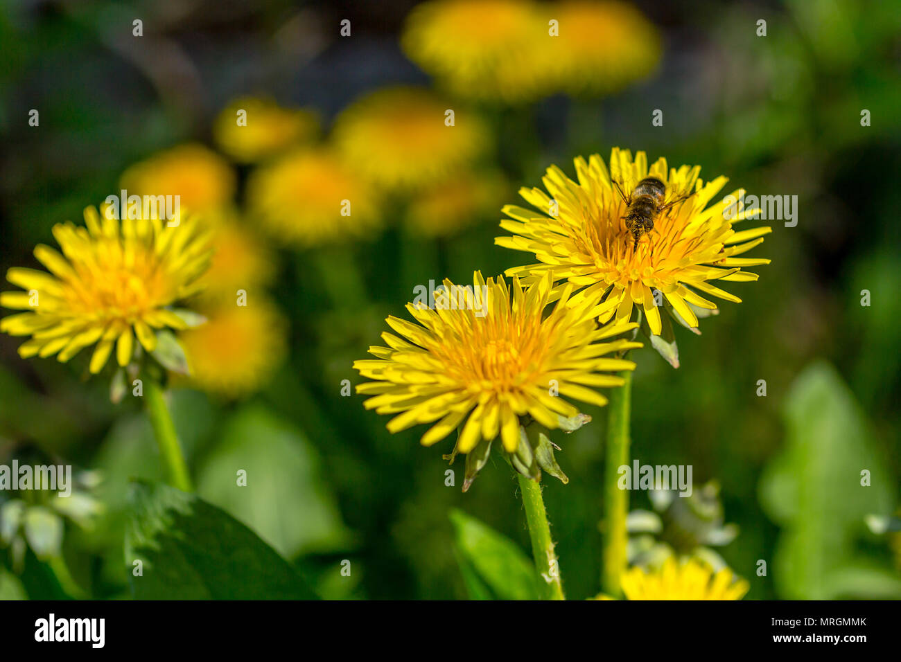 Beautiful Weeds High Resolution Stock Photography and Images - Alamy
