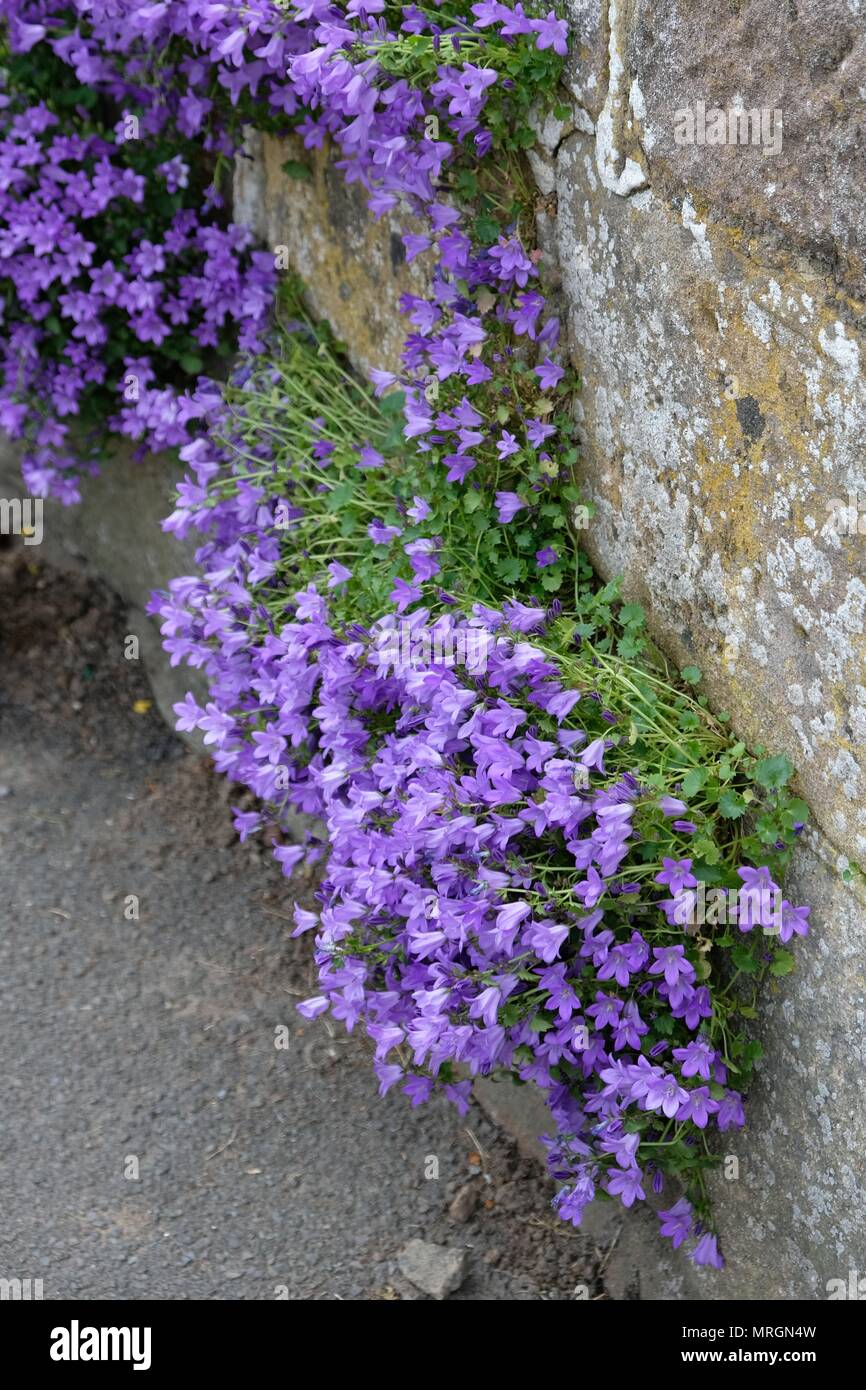 Campanula Garganica - Mrs Resholt  on the wall Stock Photo