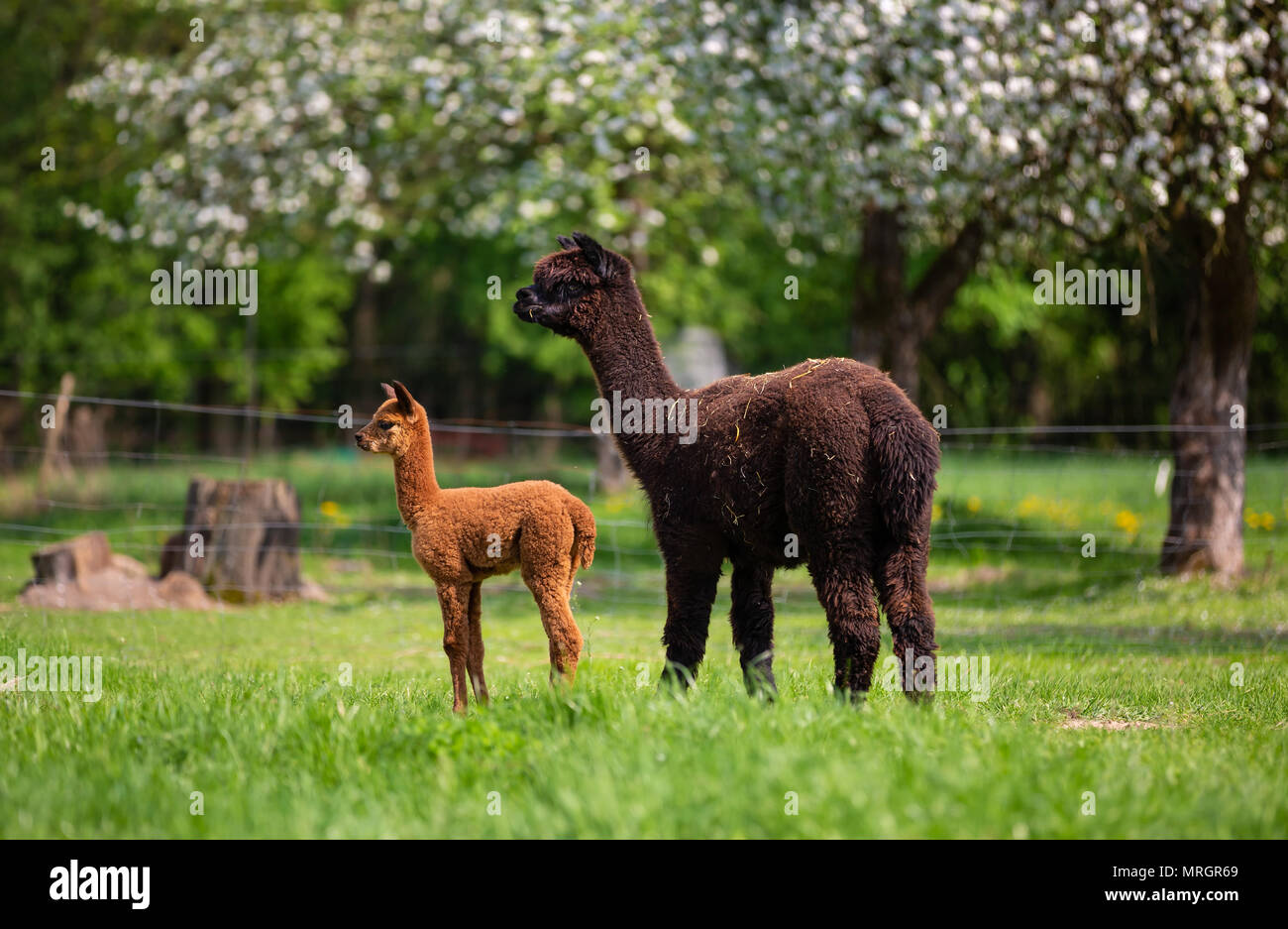 Alpacas with offspring, a South American mammal Stock Photo
