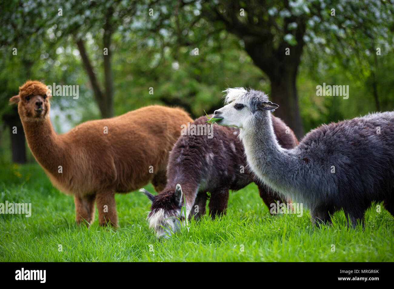 Alpacas while eating grass, South American mammals Stock Photo