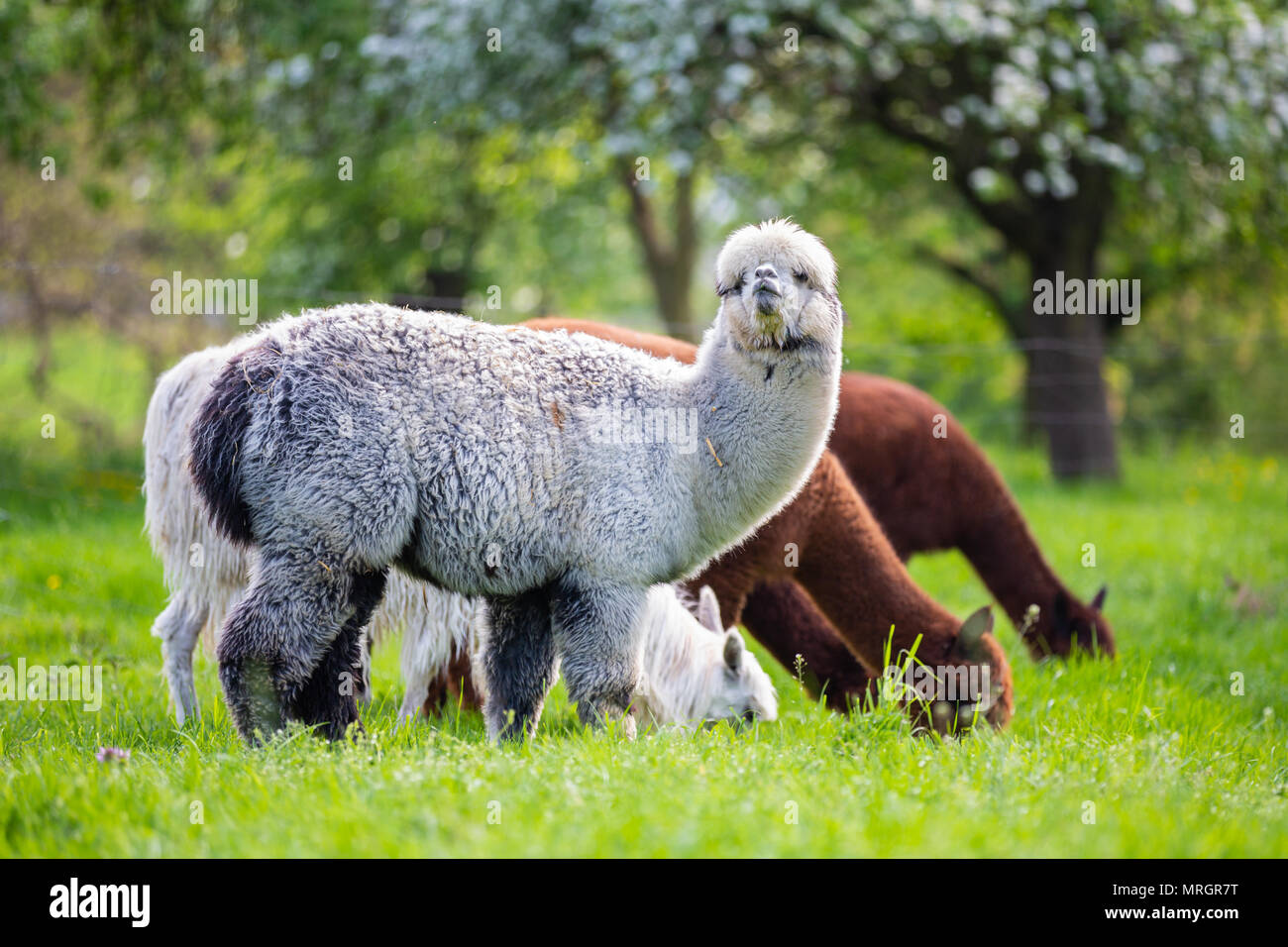 Alpacas while eating grass, South American mammals Stock Photo