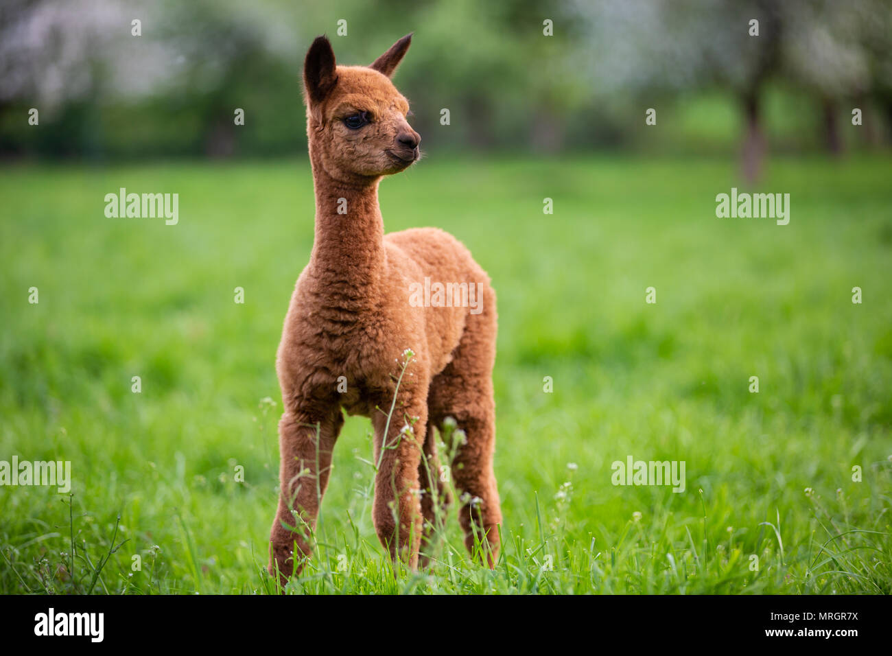 Portrait of a young Alpaca, a South American mammal Stock Photo
