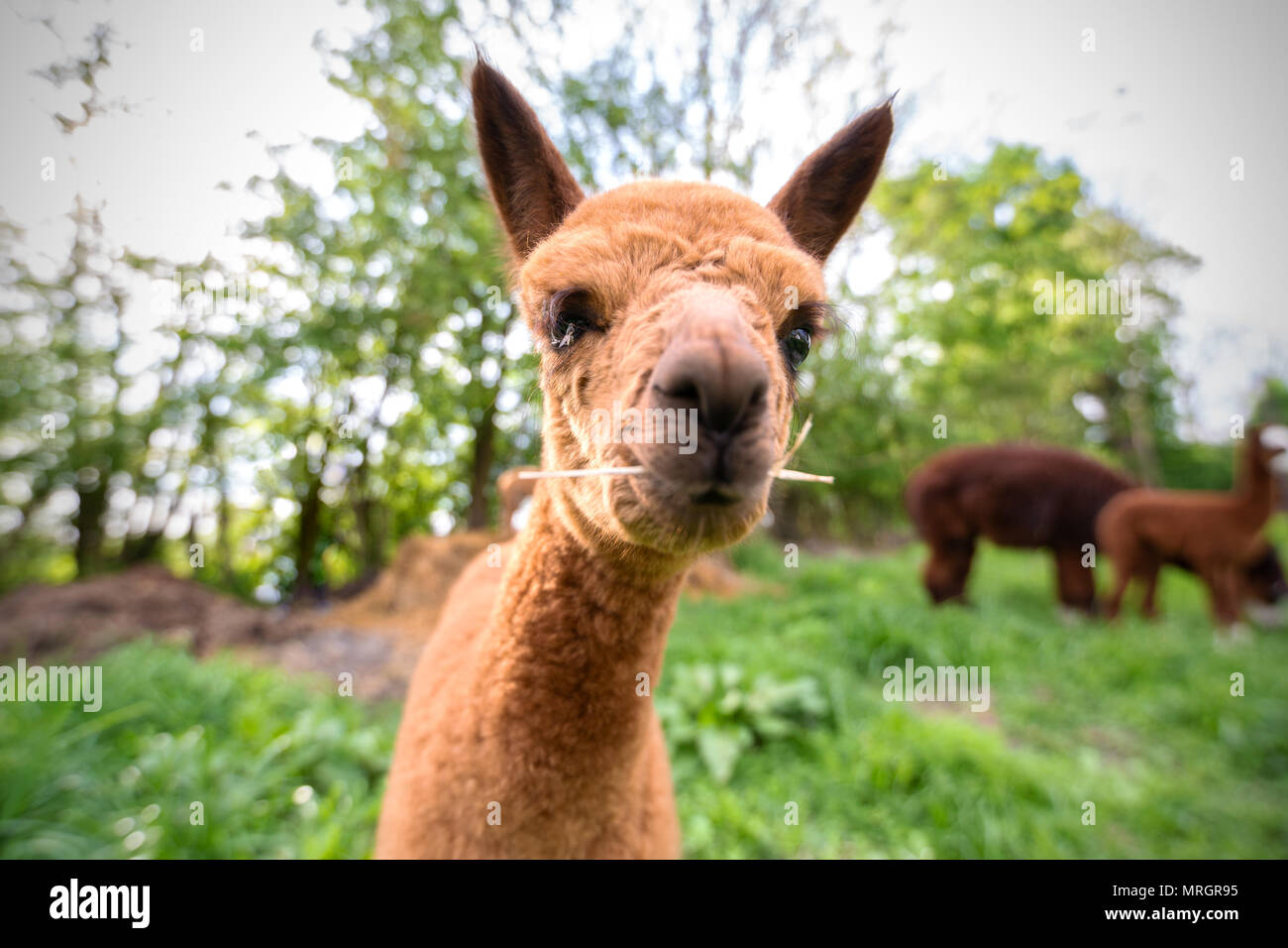 Portrait of a young Alpaca, a South American mammal Stock Photo