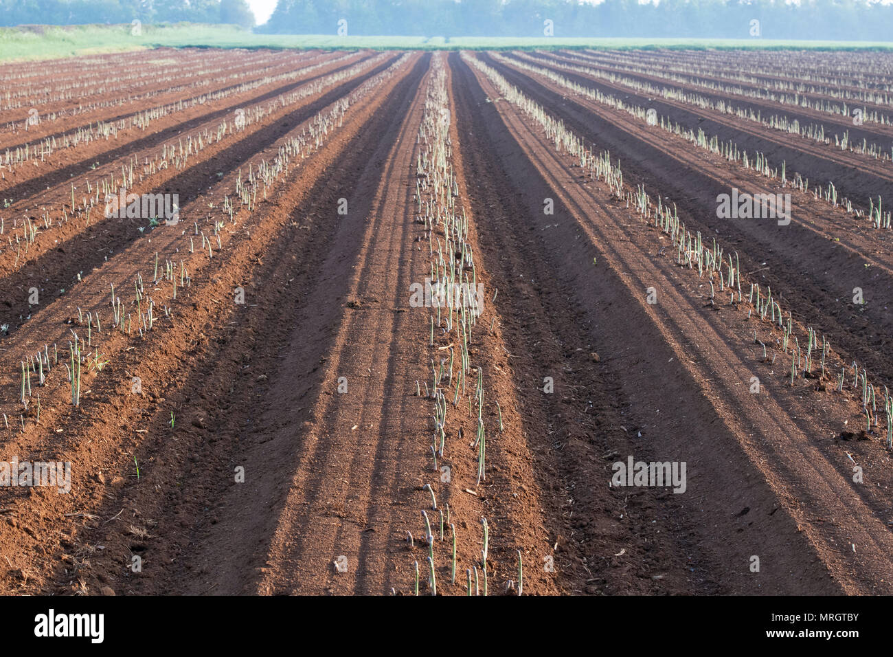 Growing Asparagus in a field in the english countryside. Oxfordshire